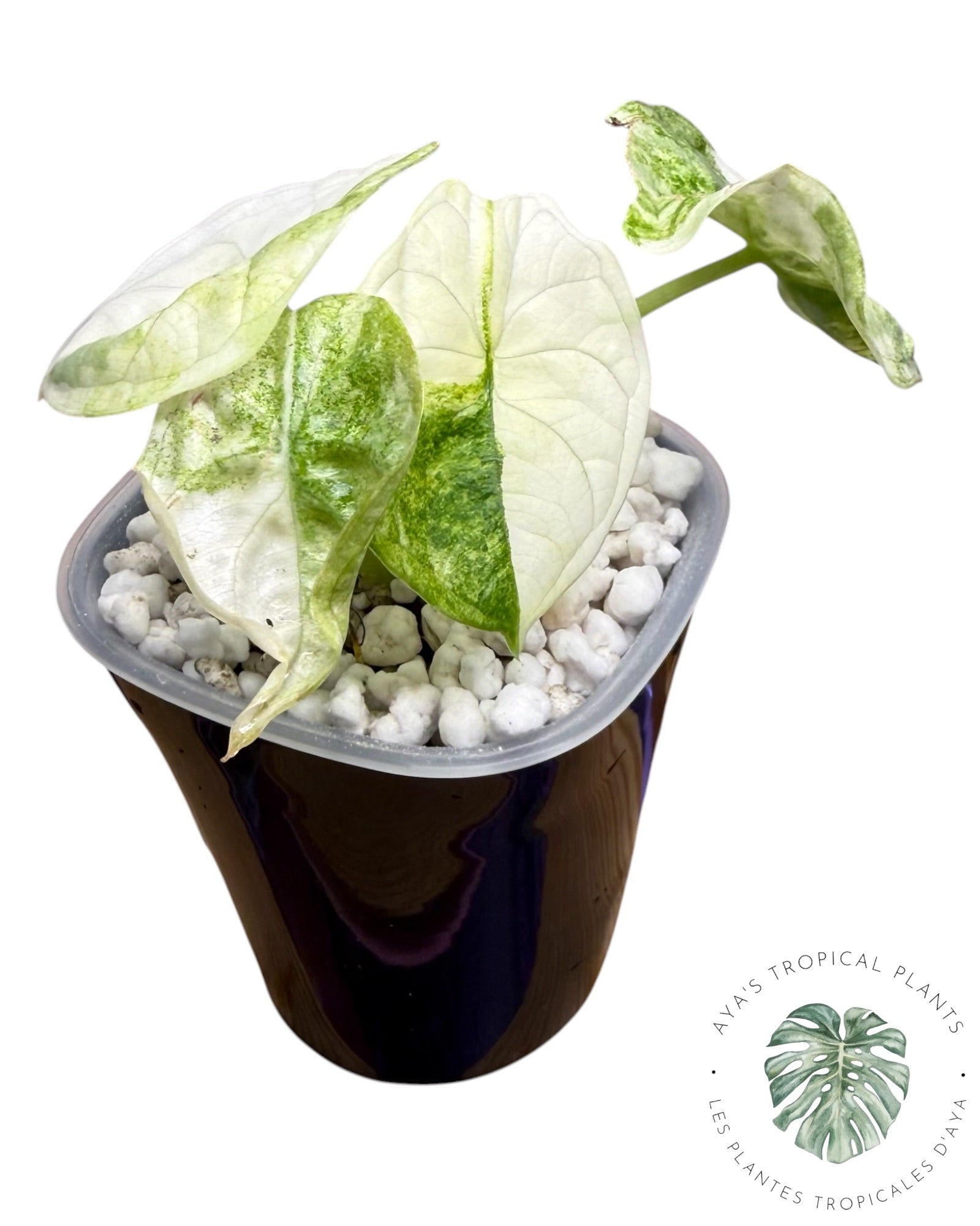 Alocasia Aegis Menthe Panachée