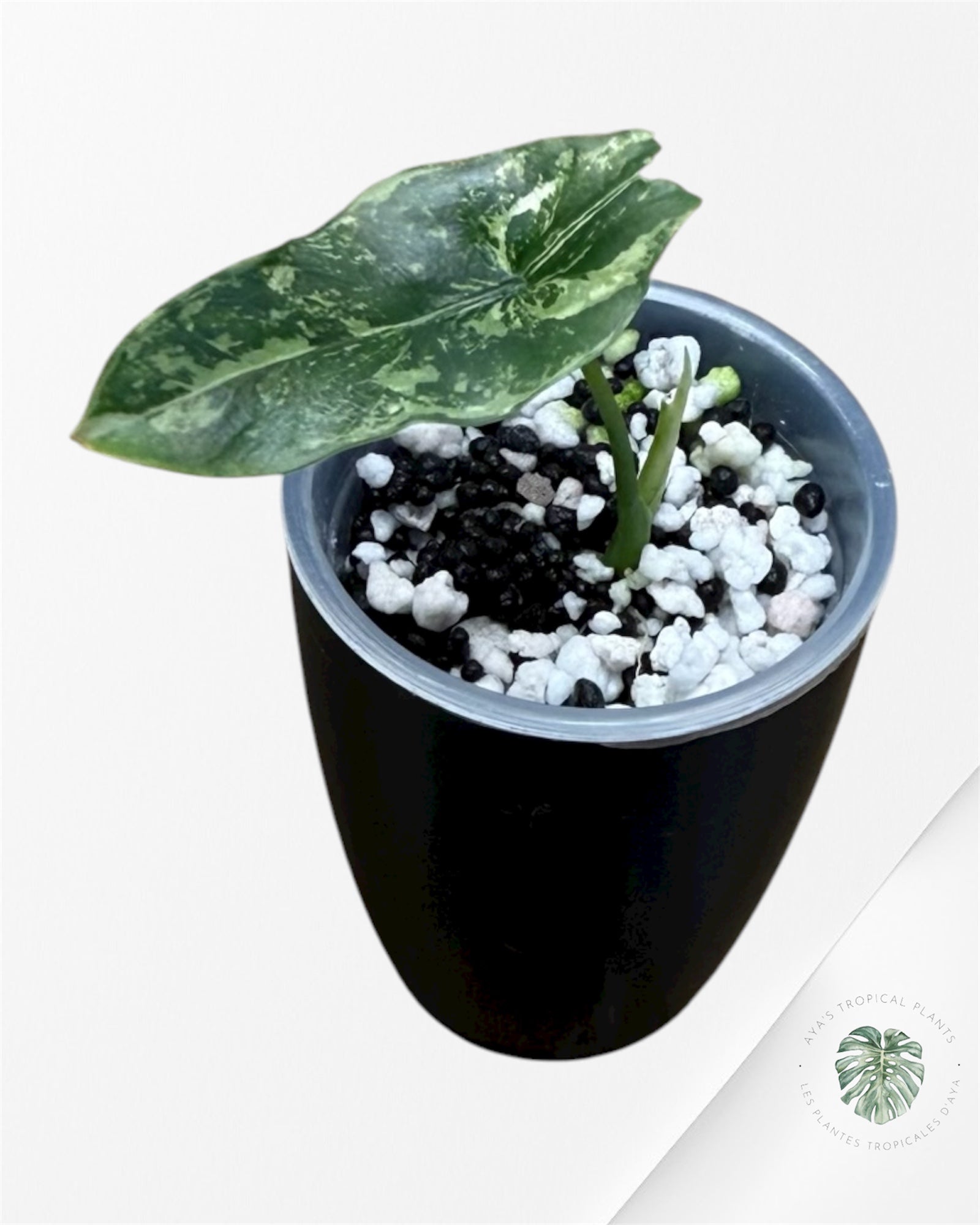 Alocasia Simpo Albo Variegated