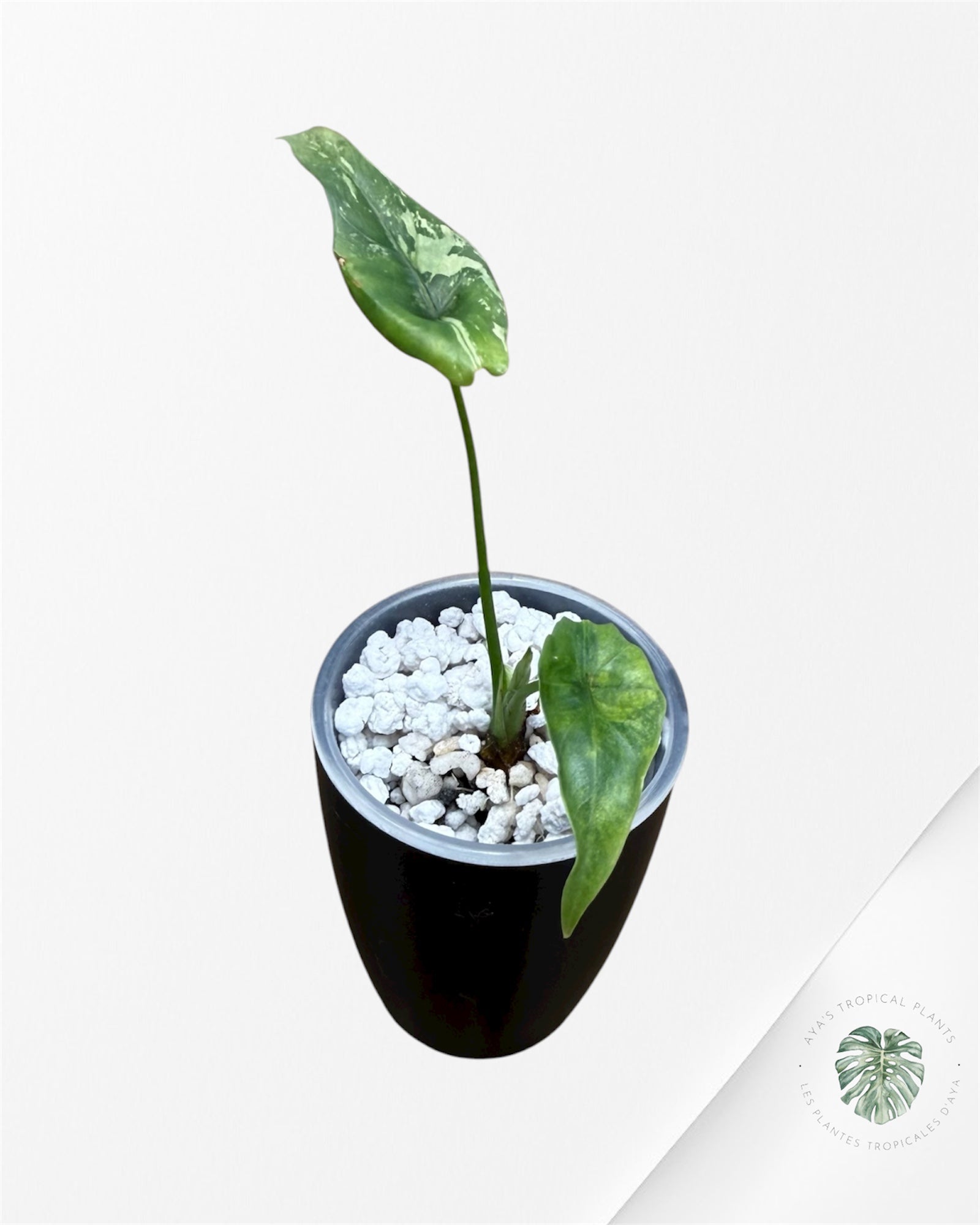 Alocasia Simpo Albo Variegated