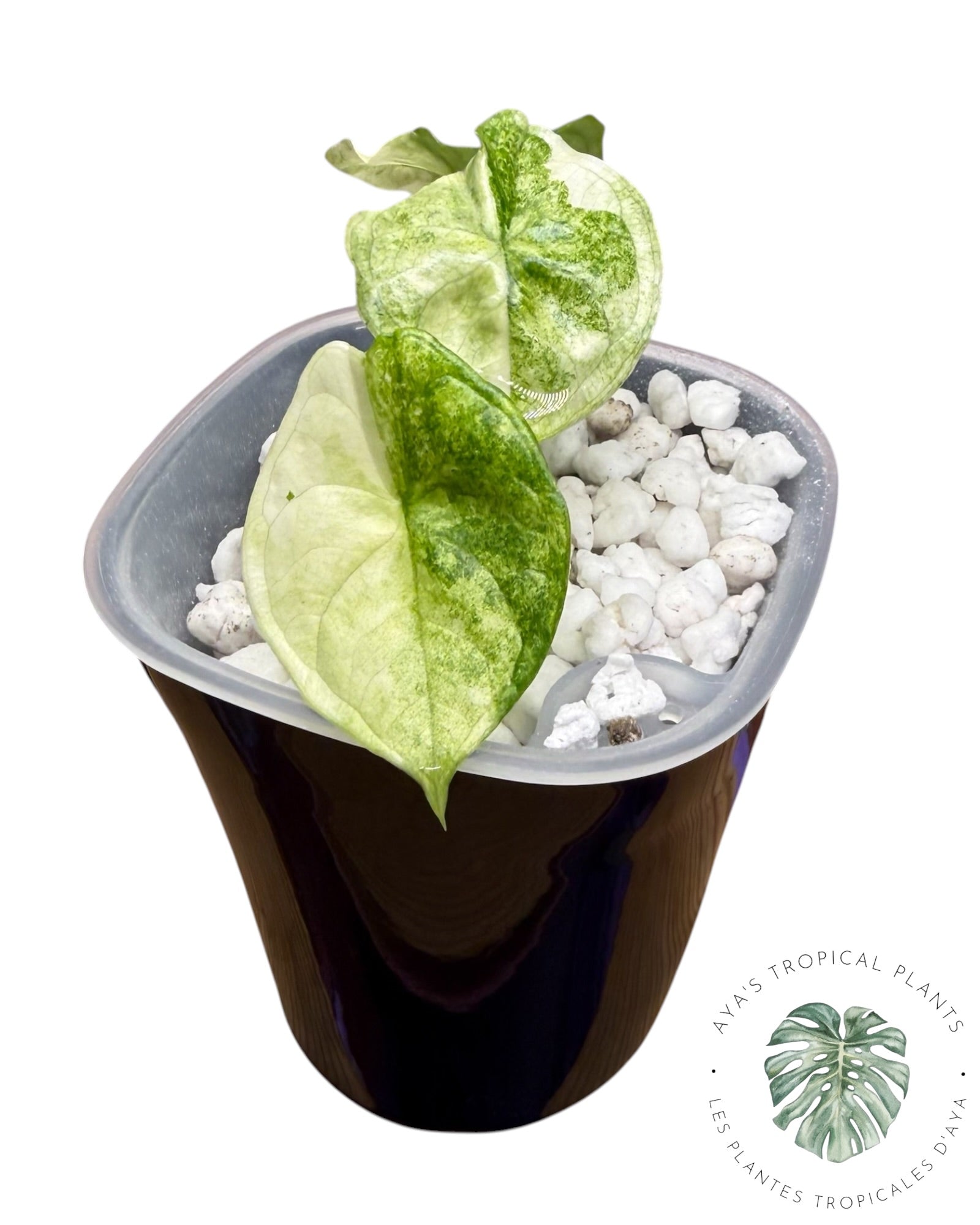 Alocasia Aegis Mint Variegated