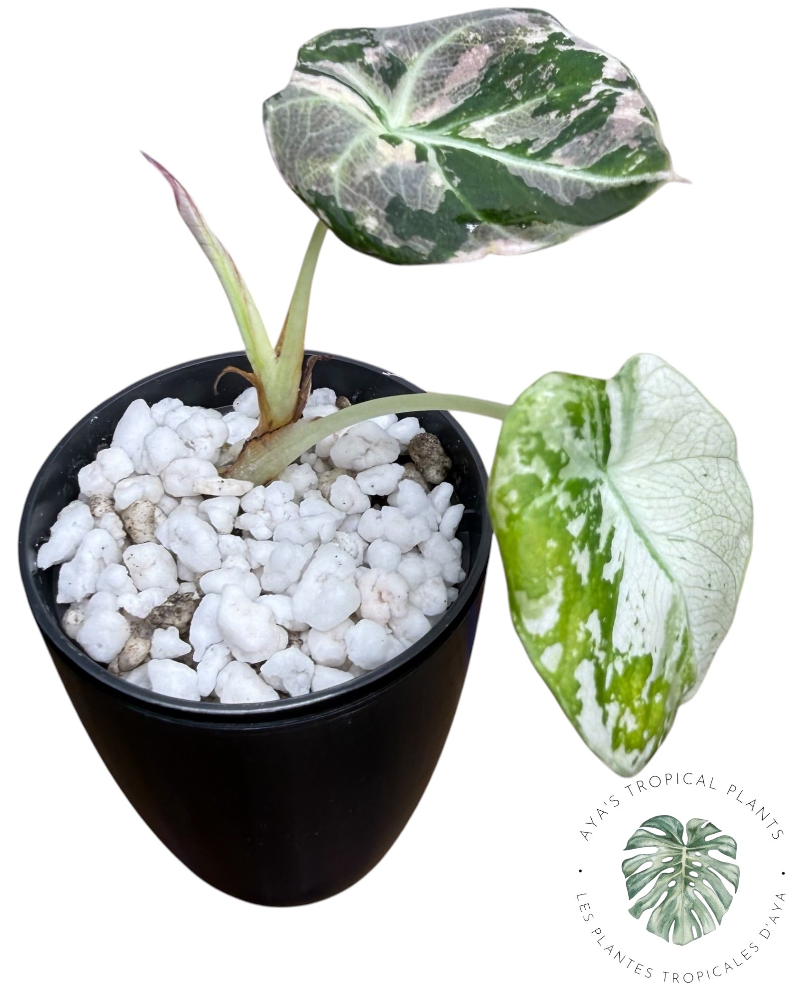 Alocasia Black Velvet Snowflake Variegated
