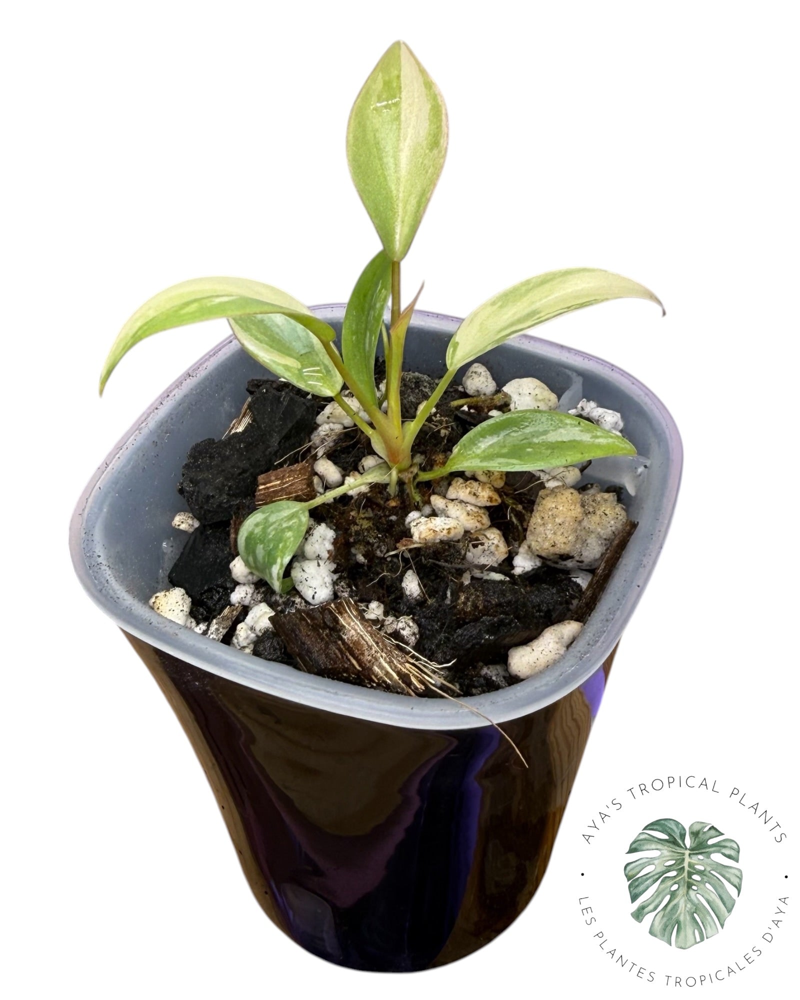 Philodendron Atabapoense Pink Variegated