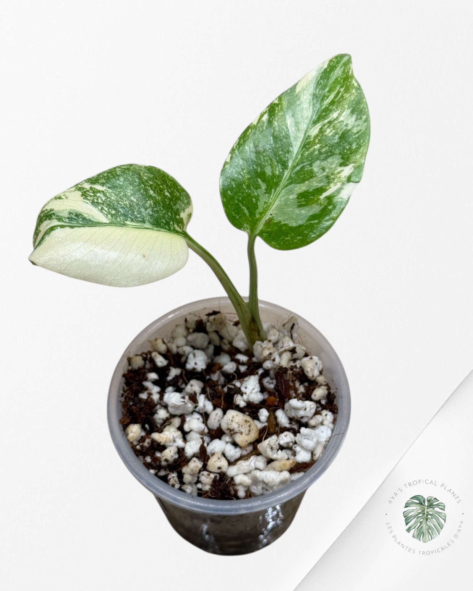 Monstera Thai Constellation Crème Brûlée (Grade A) - 24N