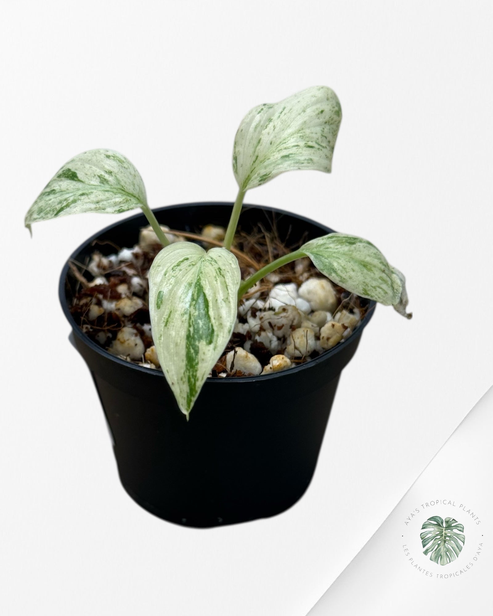 Homalomena rubescens "Mint" variegated - 24K