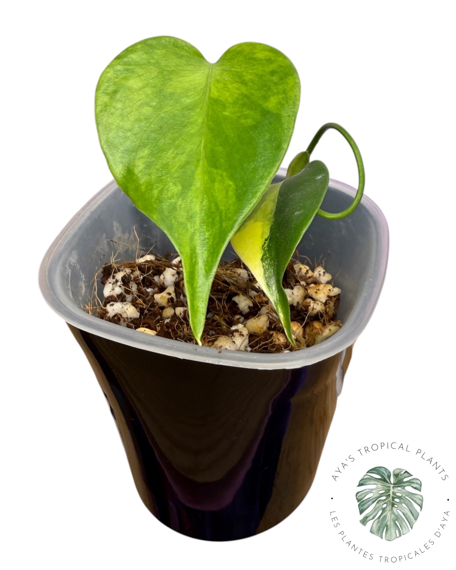 Monstera Aurea Variegated