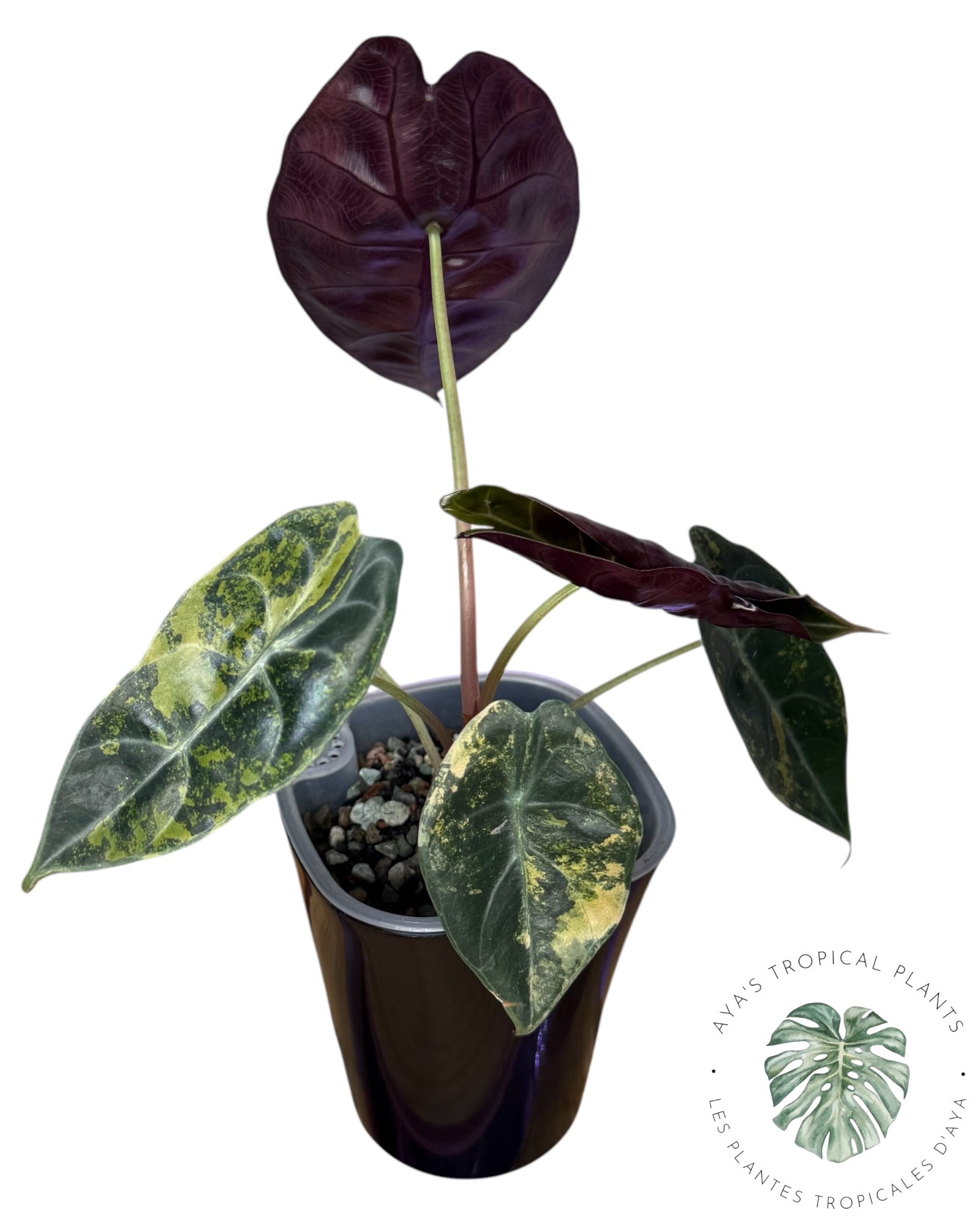 Alocasia Sedenii Aurea Variegated