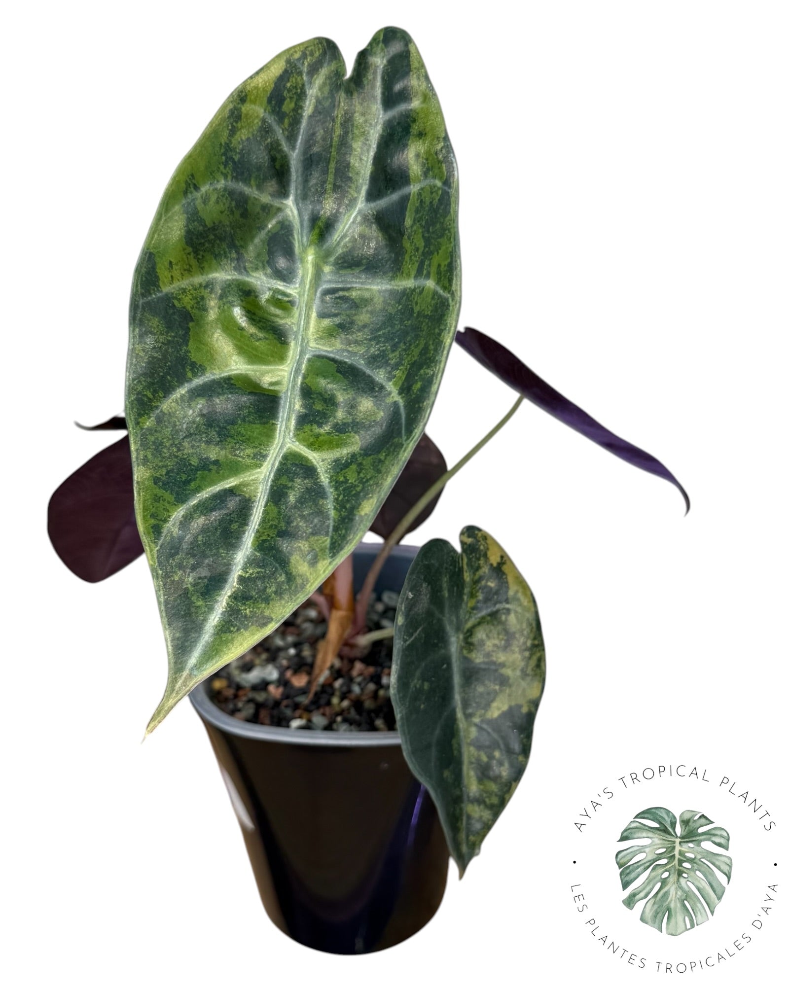 Alocasia Sedenii Aurea Variegated