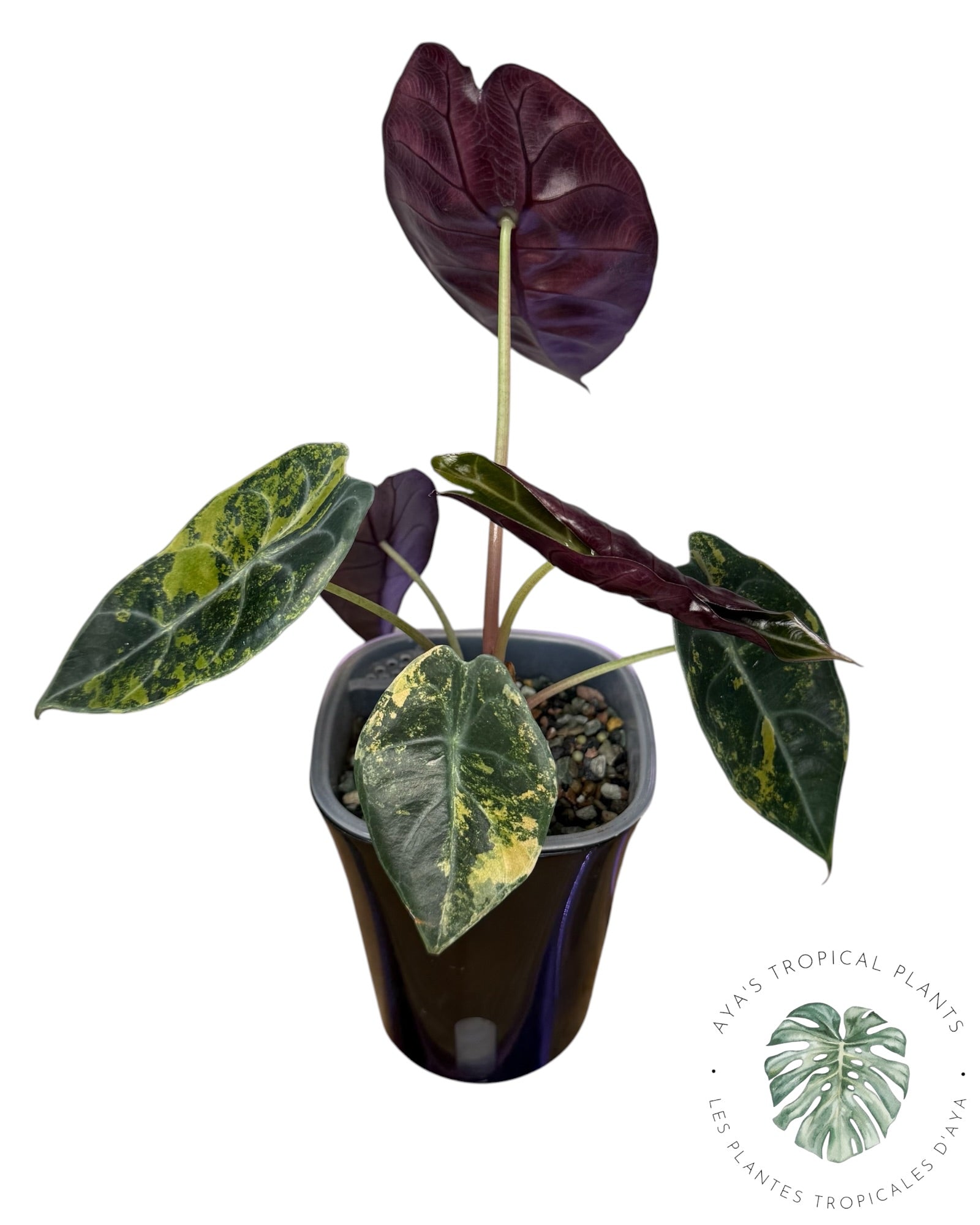 Alocasia Sedenii Aurea Variegated