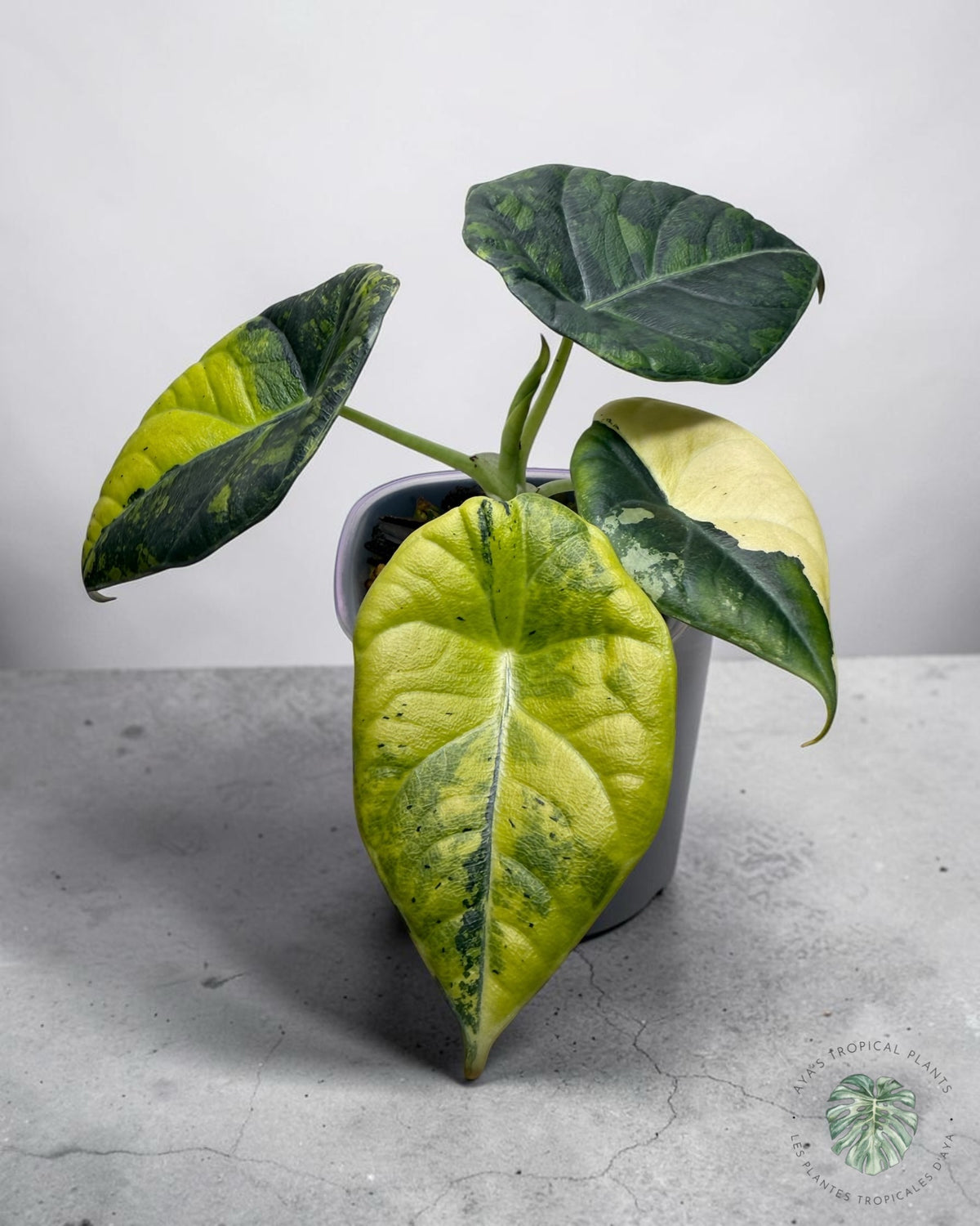 Alocasia Maharani Golden Lime