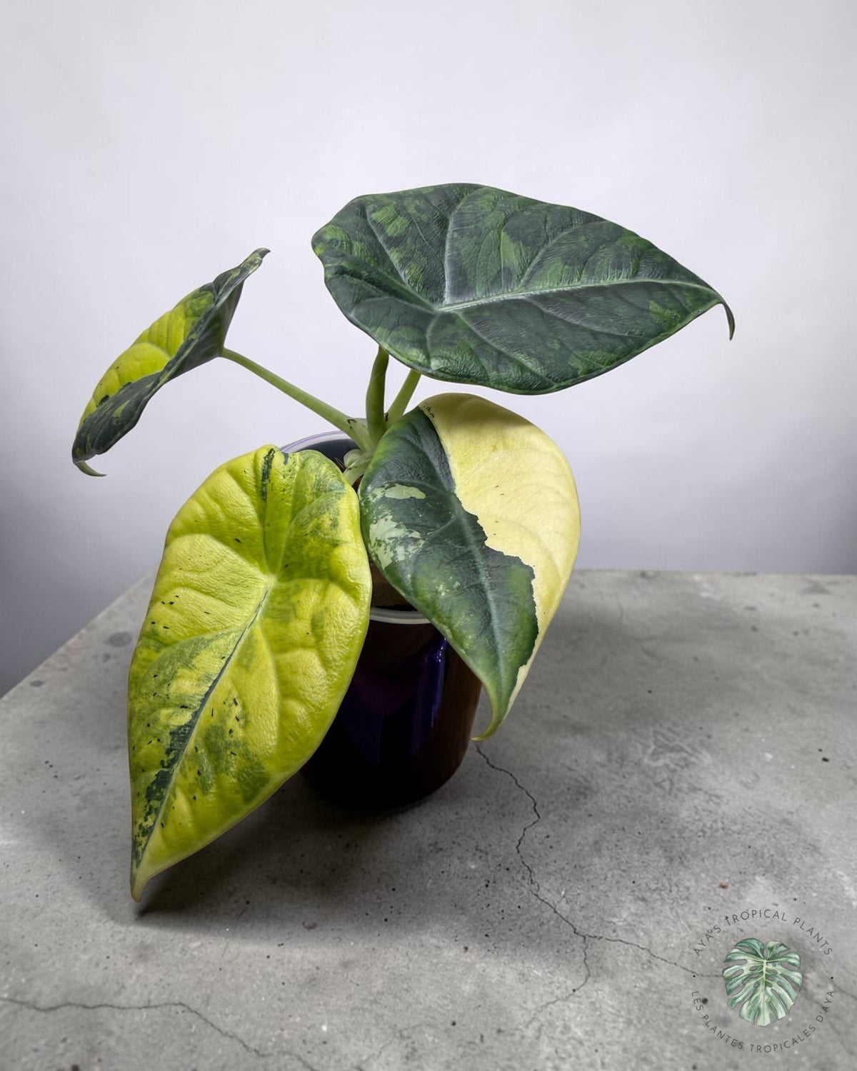 Alocasia Maharani Golden Lime