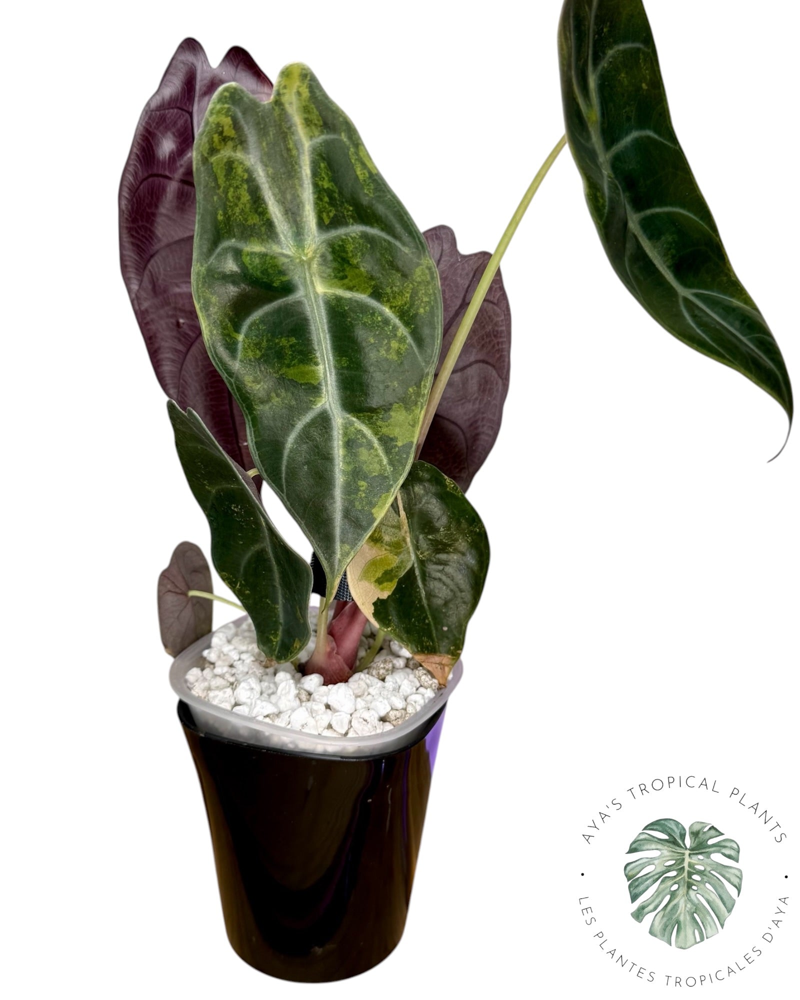 Alocasia Sedenii Aurea Variegated