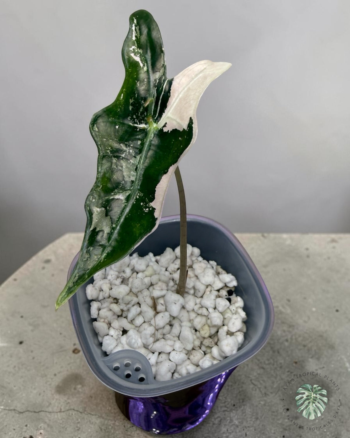 Alocasia Nobilis Pink Variegated