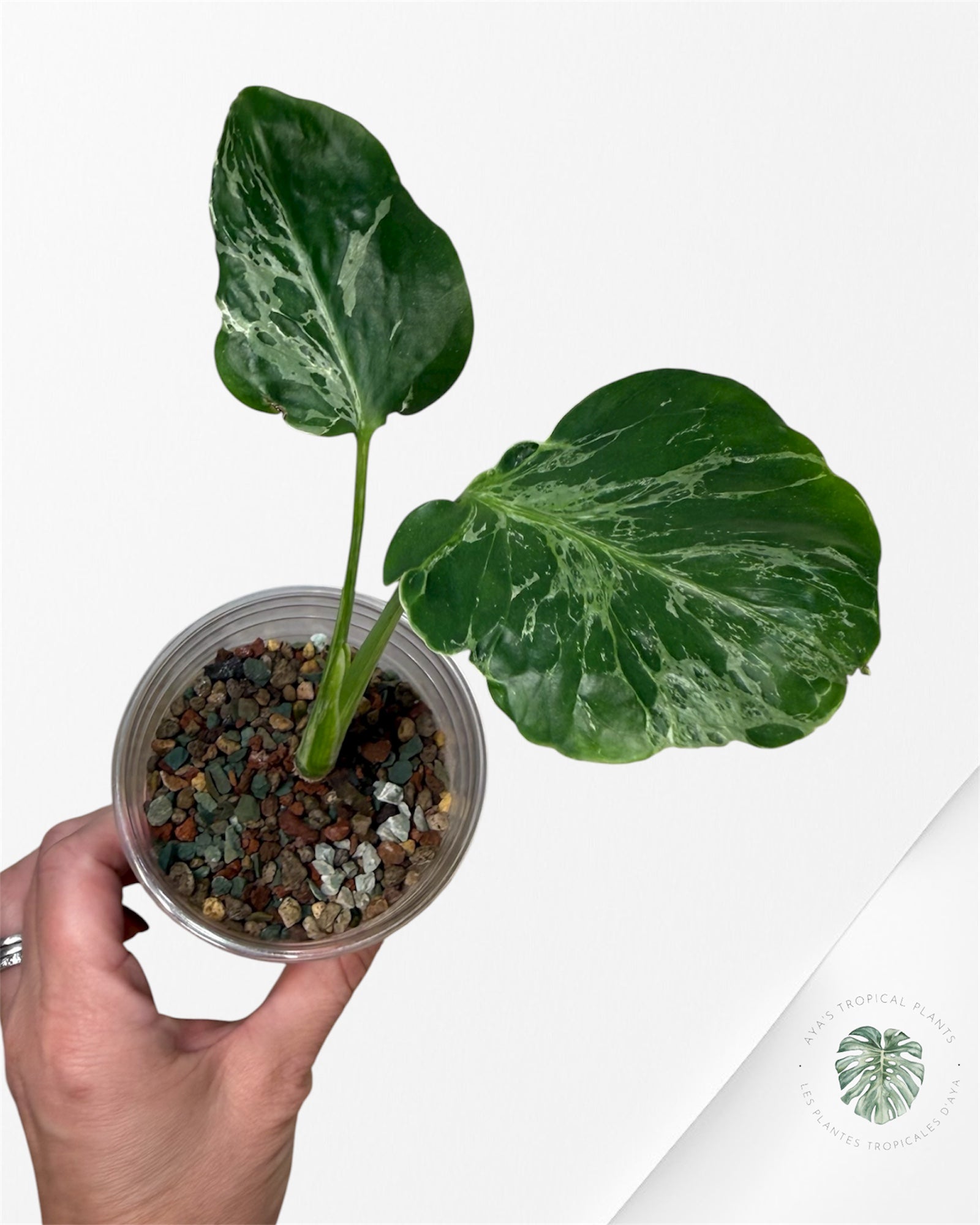 Monstera Deliciosa Bulbasaur