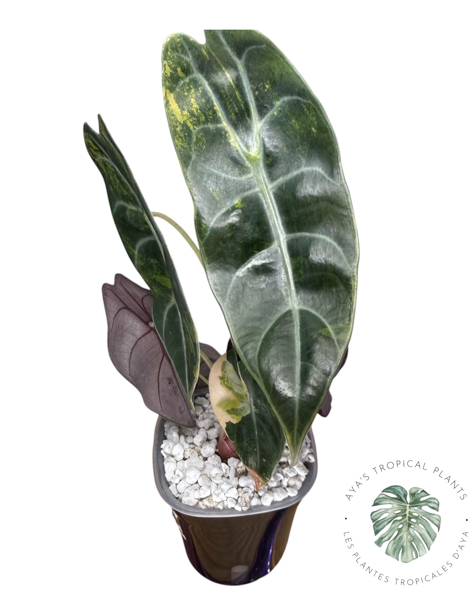 Alocasia Sedenii Aurea Variegated