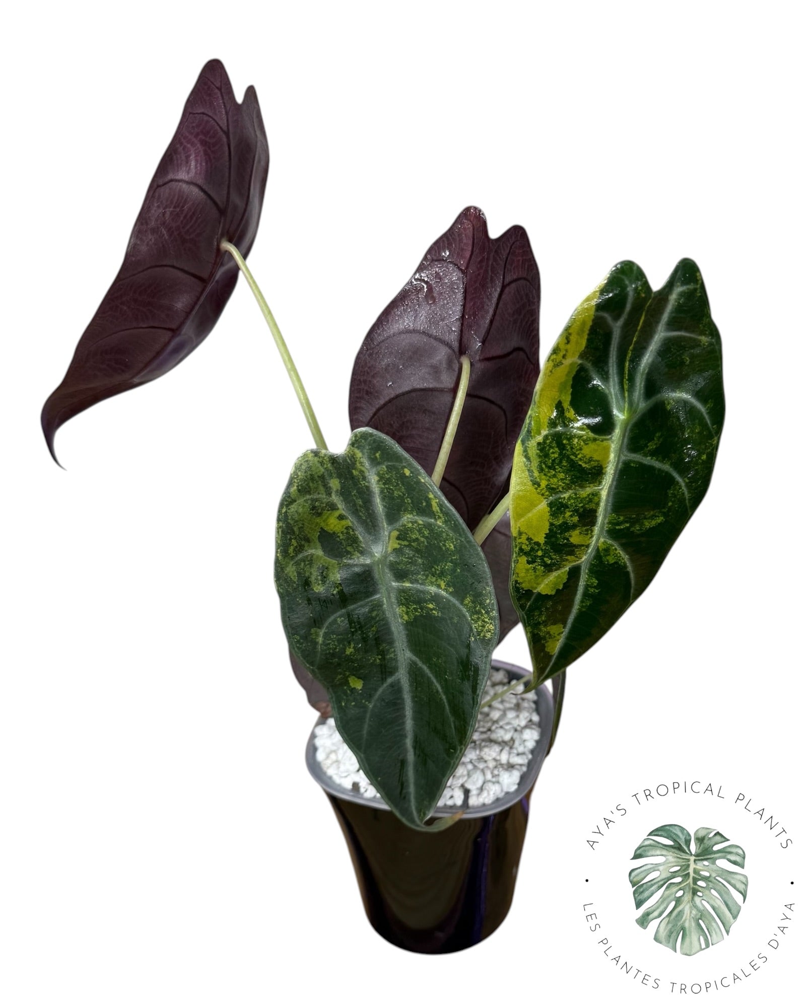 Alocasia Sedenii Aurea Variegated