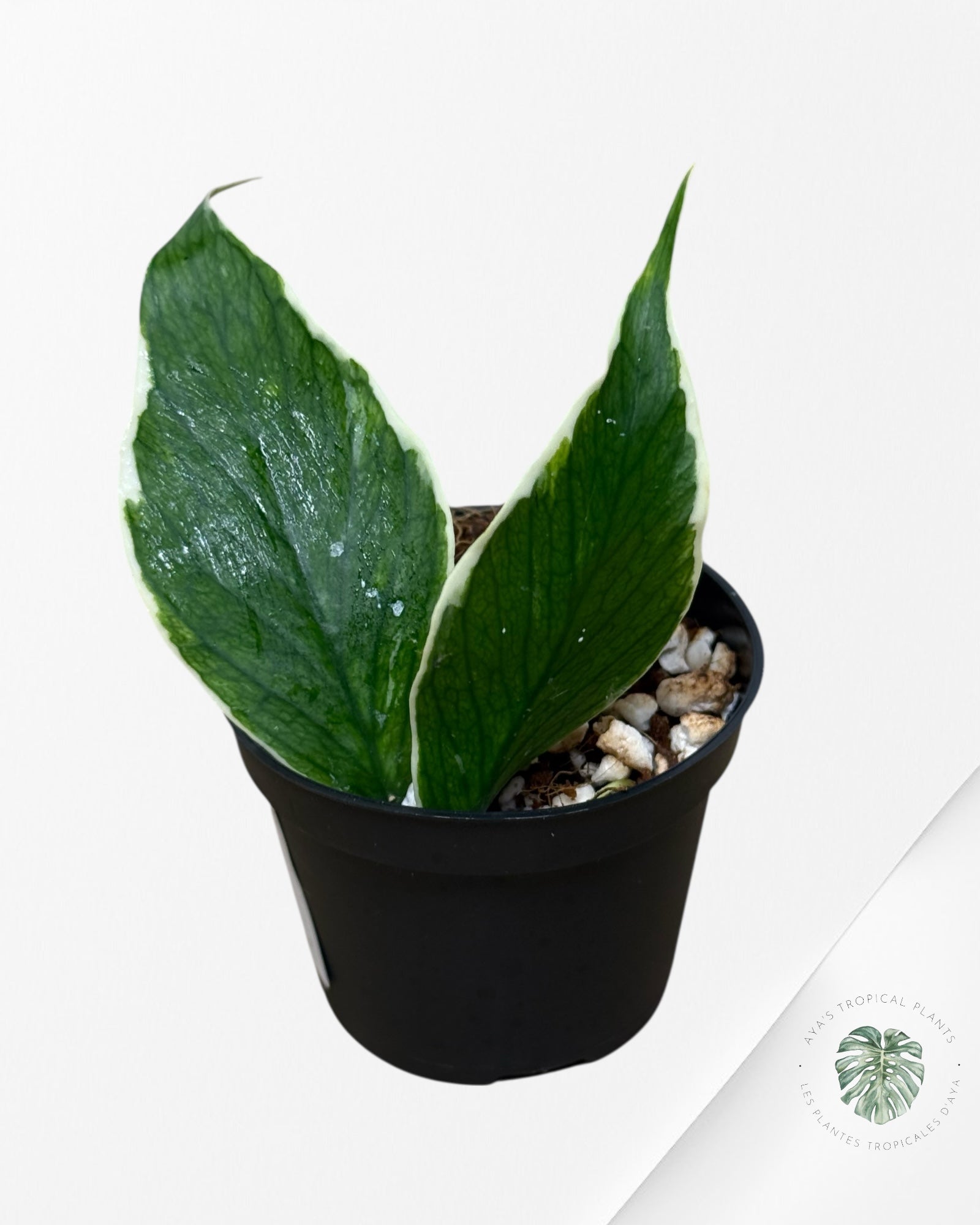 Hoya Polyneura Albo Panaché -24P