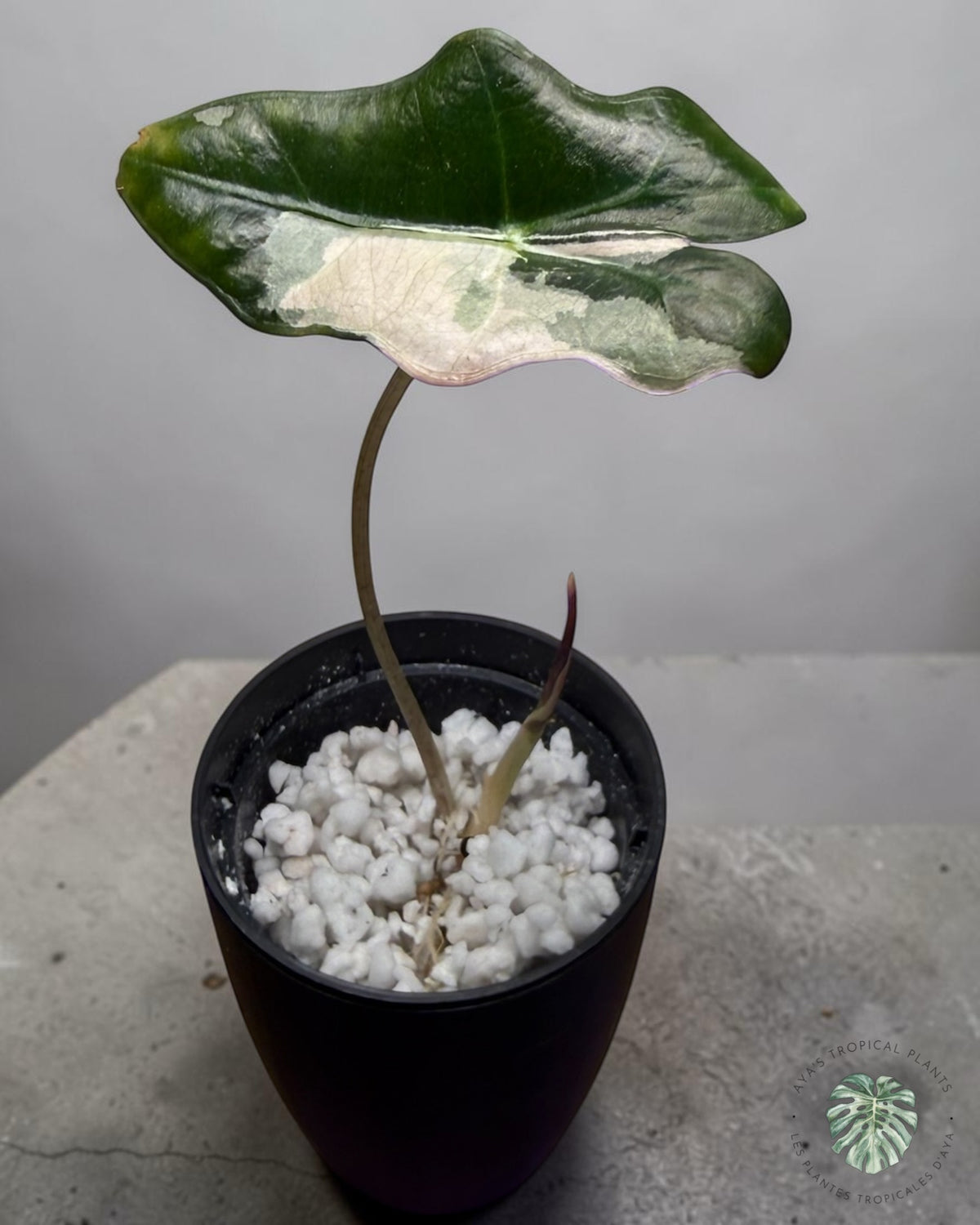 Alocasia Nobilis Pink Variegated