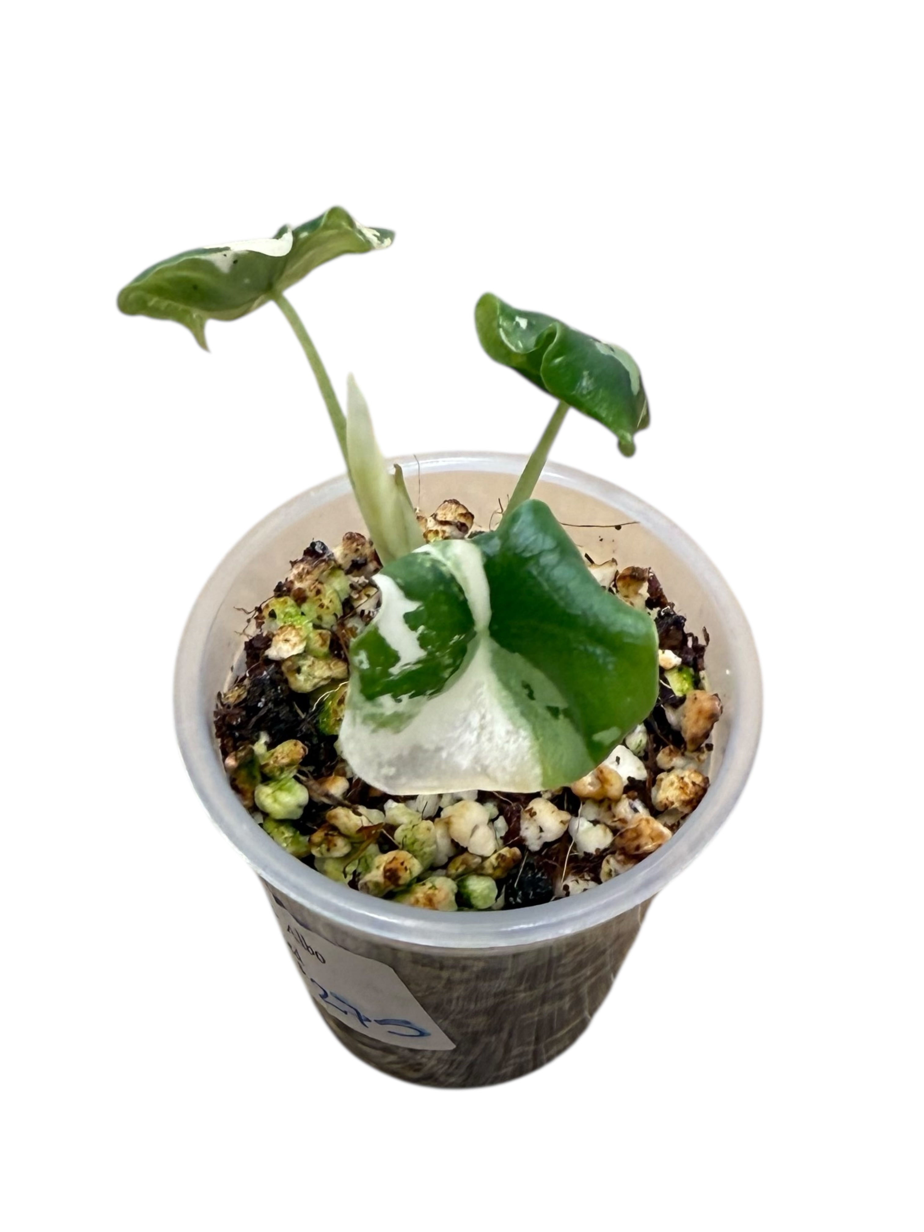 Alocasia Melo Variegated Albo| Rare TC Plant| Aya's Tropical Plants