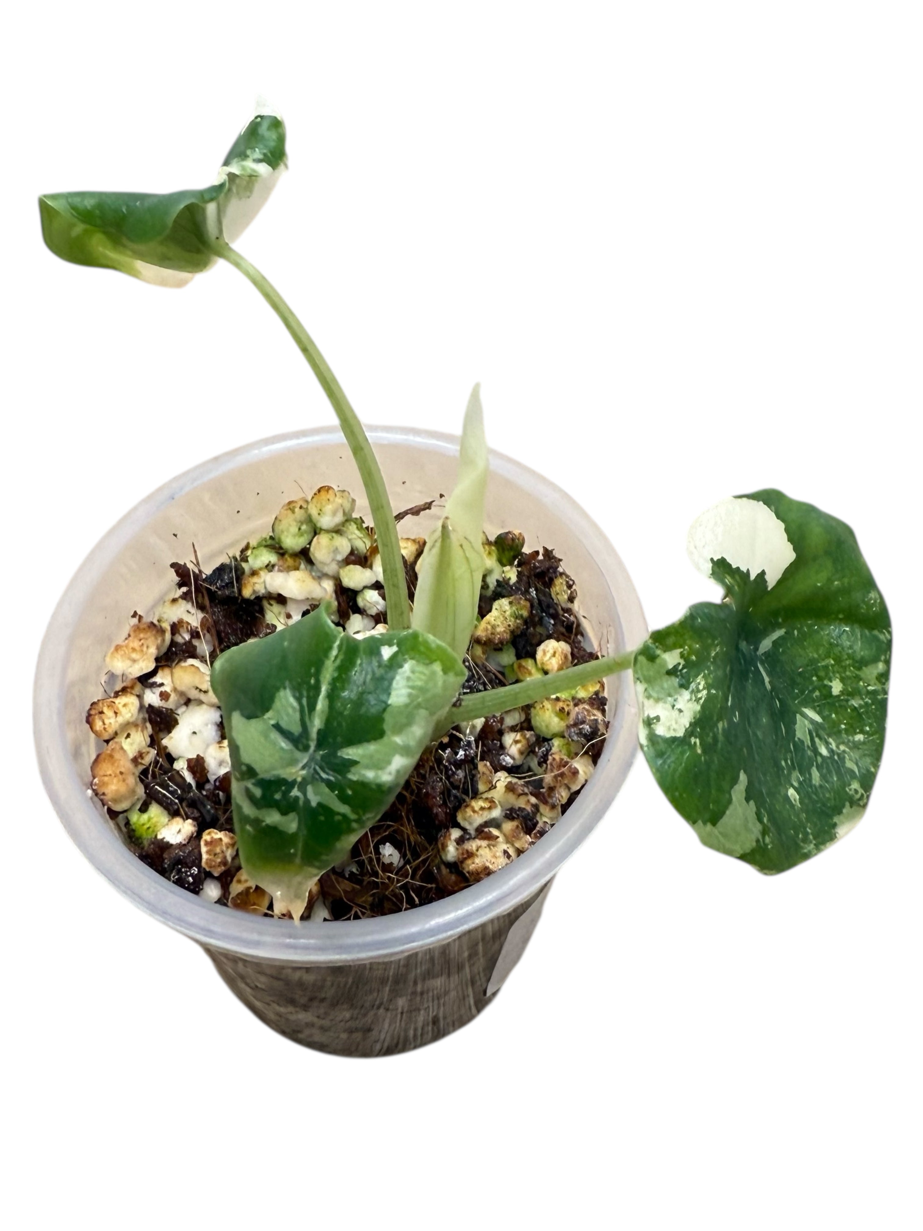 Alocasia Melo Variegated Albo| Rare TC Plant| Aya's Tropical Plants