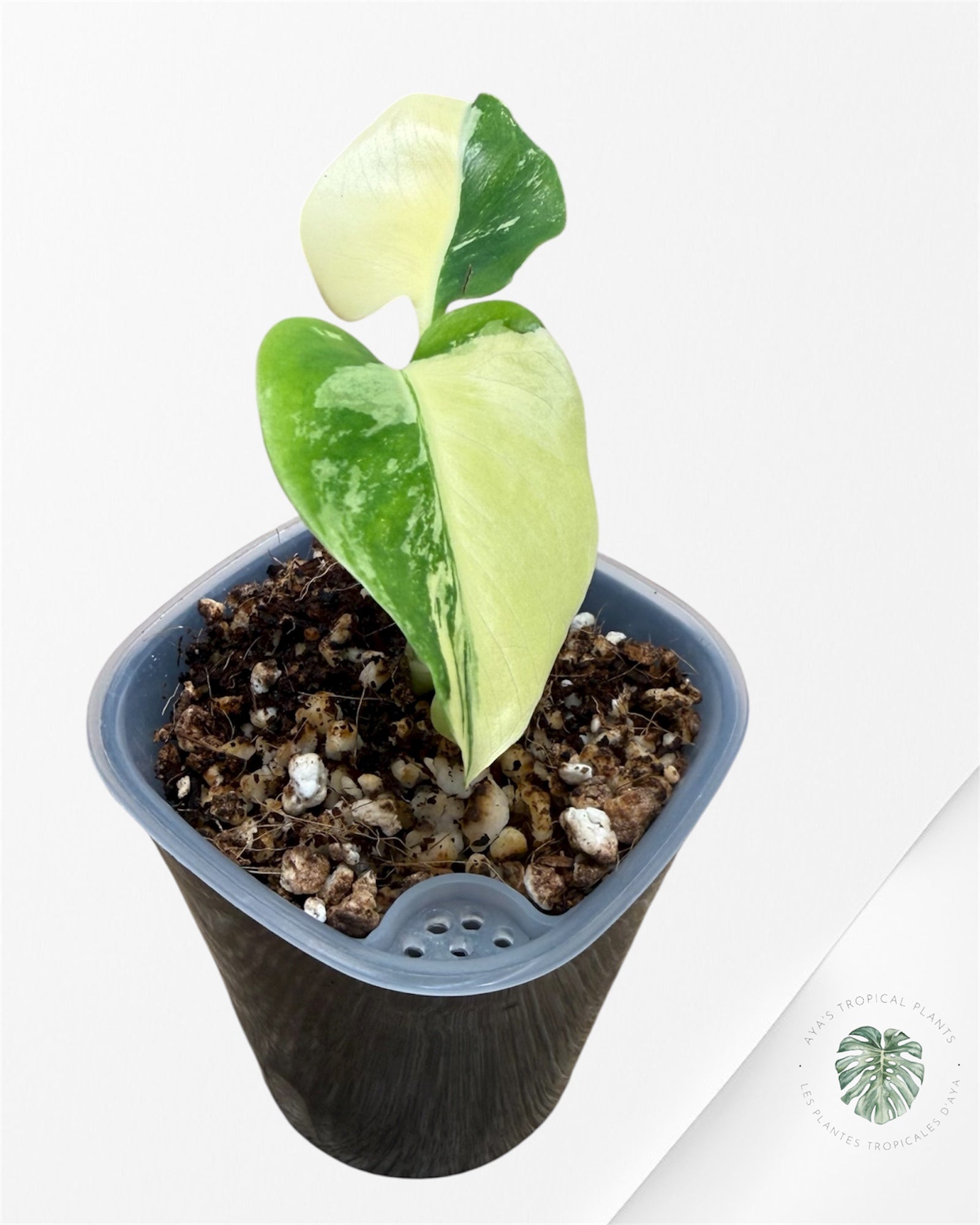 Monstera Deliciosa ‘Lemon Pom Pom’