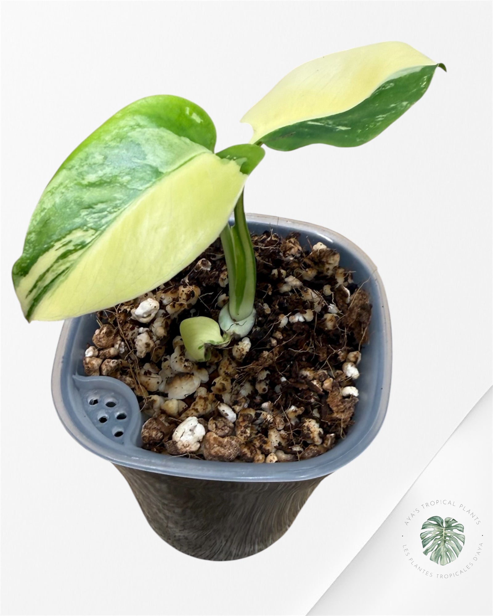 Monstera Deliciosa ‘Lemon Pom Pom’