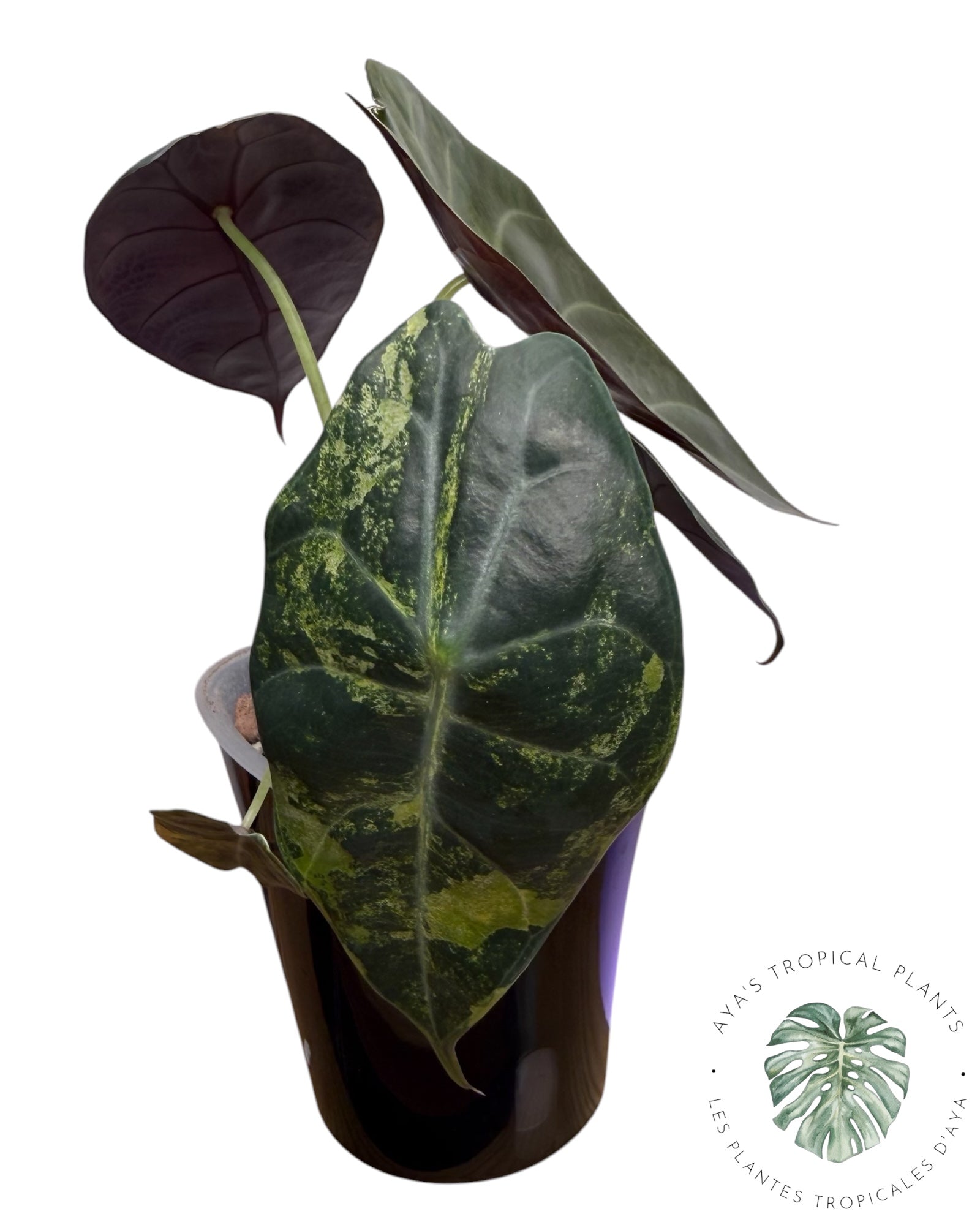 Alocasia Sedenii Aurea panachée