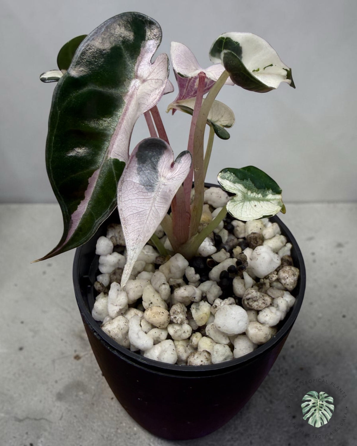 Alocasia Bambino Lava Variegated