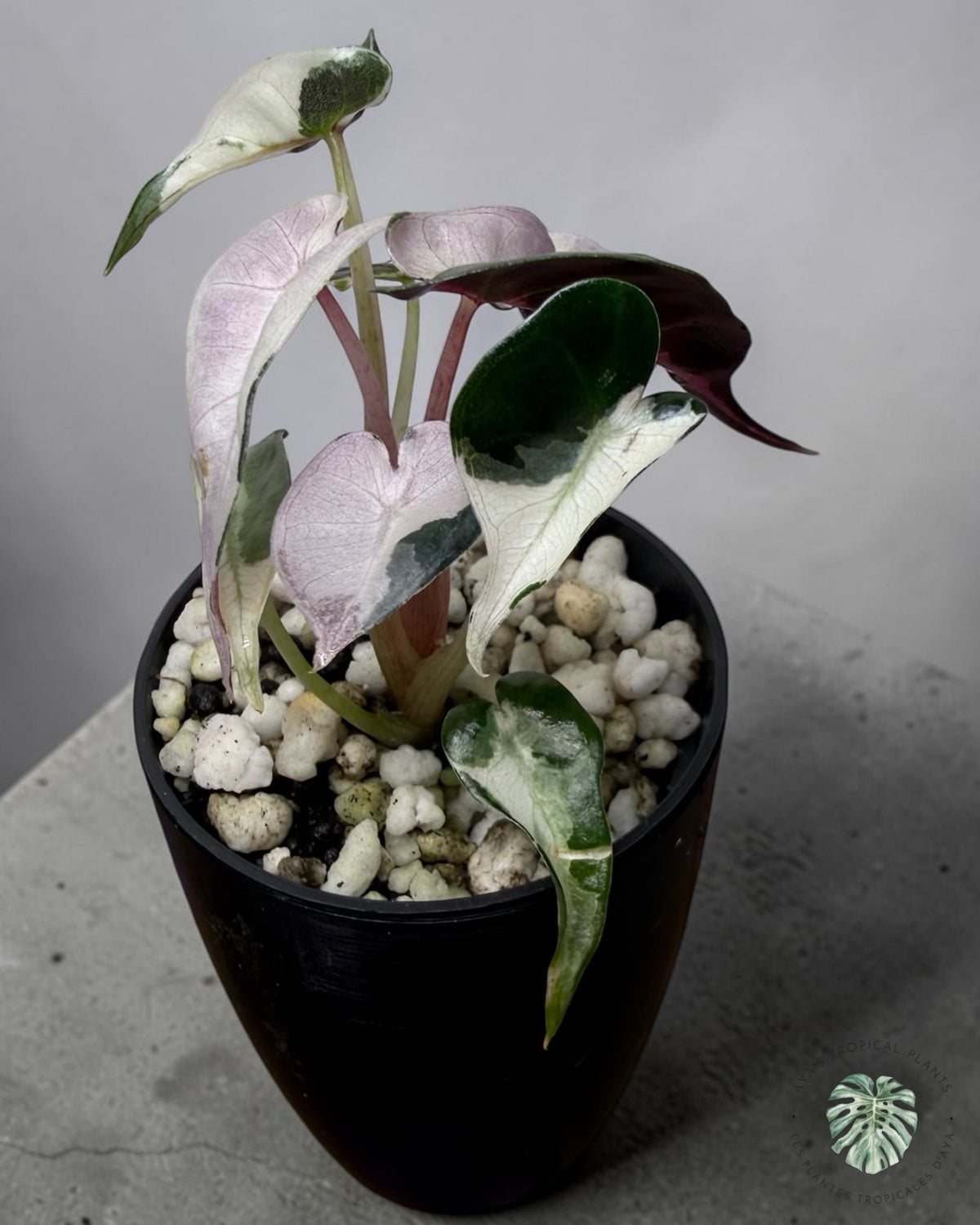 Alocasia Bambino Lava Variegated