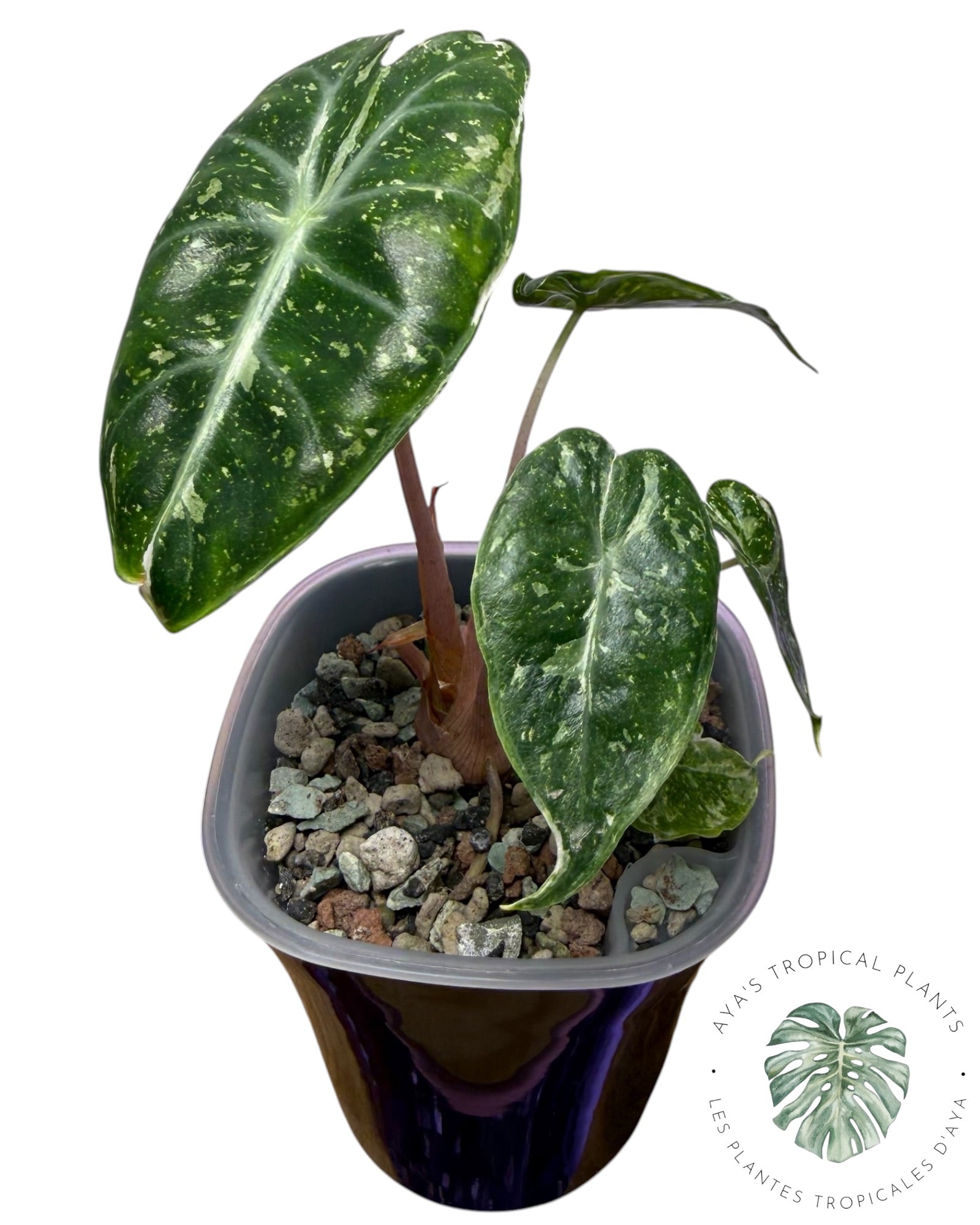 Alocasia Nairobi Night Pink Albo