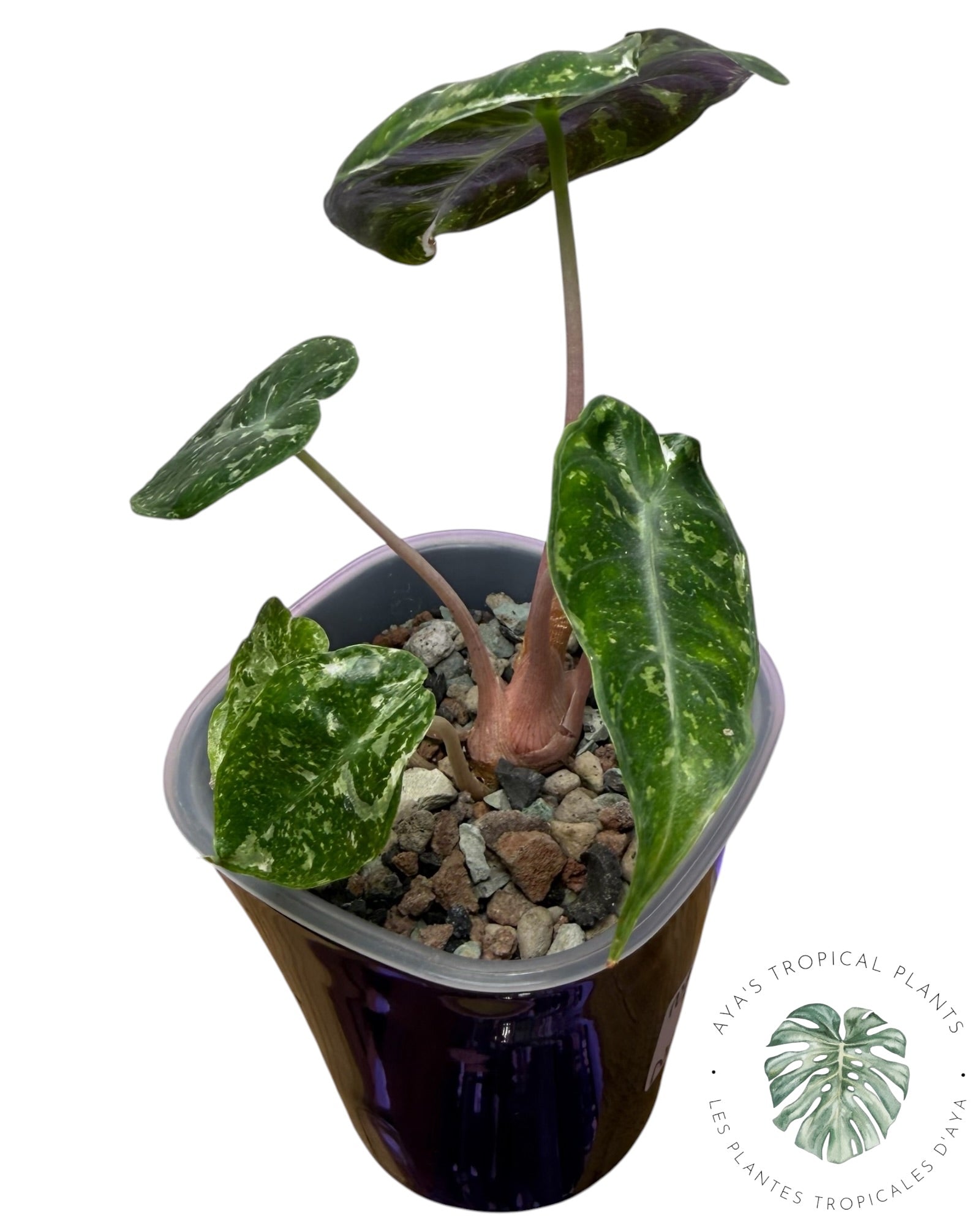 Alocasia Nairobi Night Pink Albo