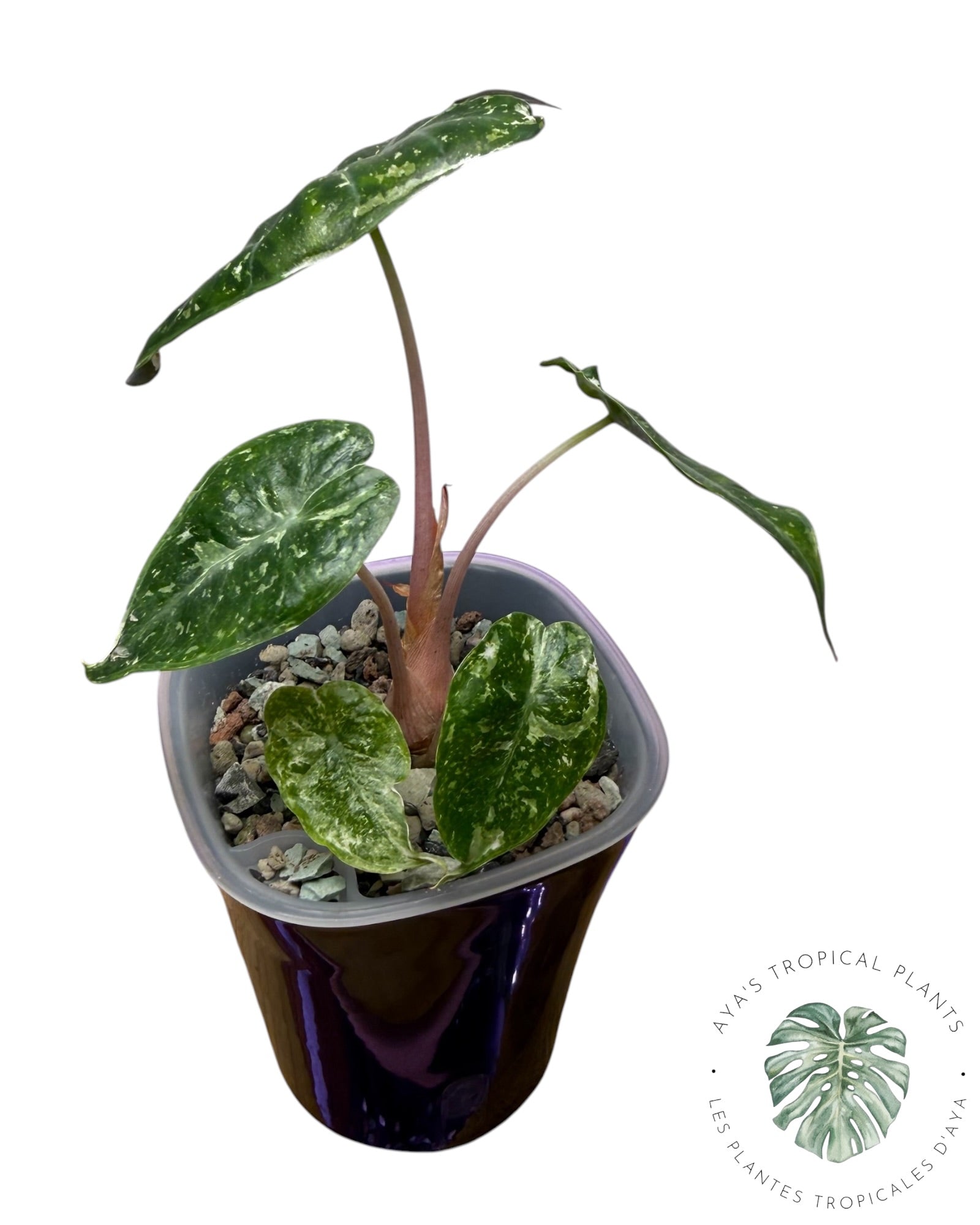 Alocasia Nairobi Night Pink Albo