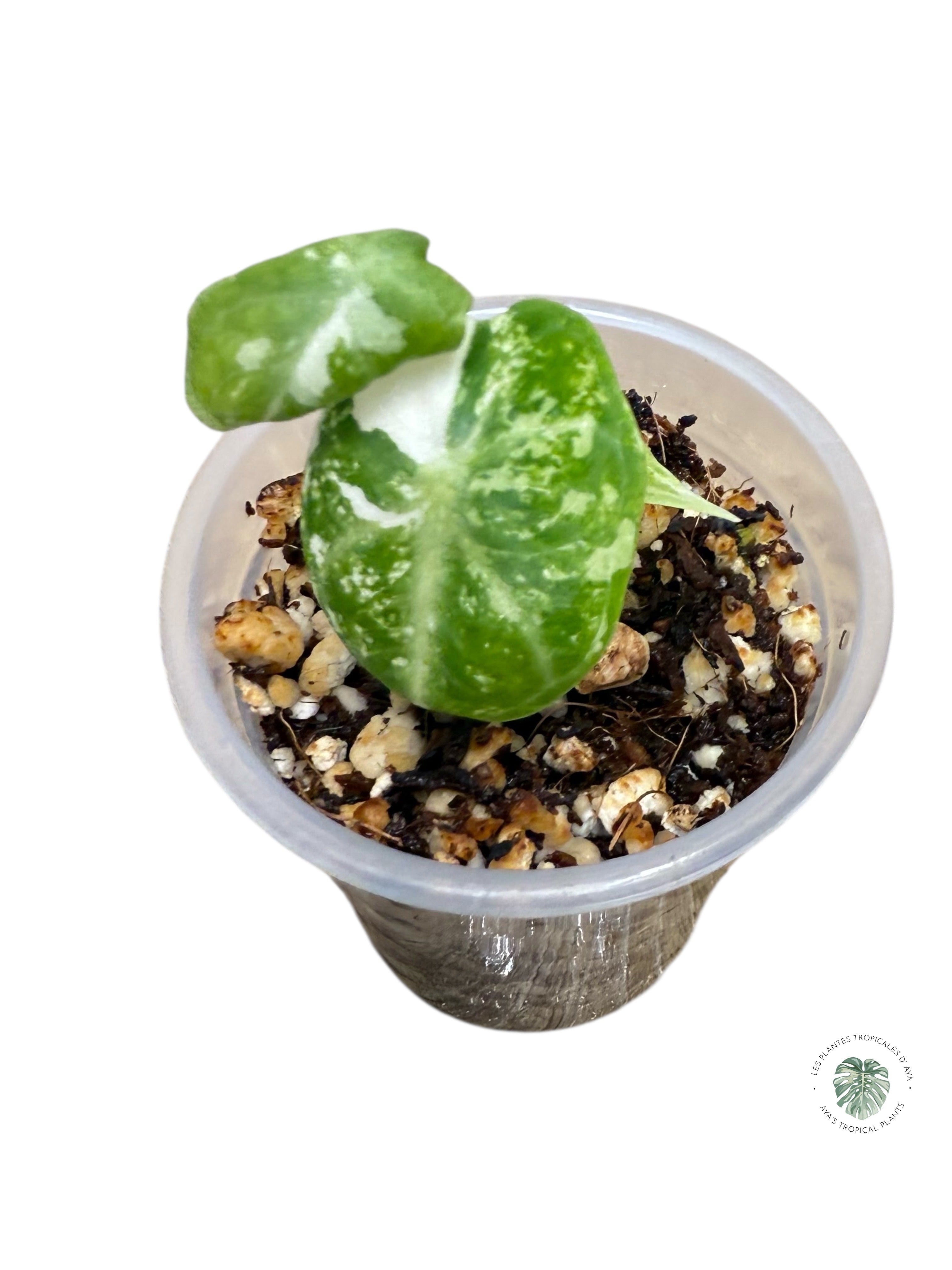 Alocasia Ninja Variegated Albo | Rare TC Plant| Aya's Tropical Plants