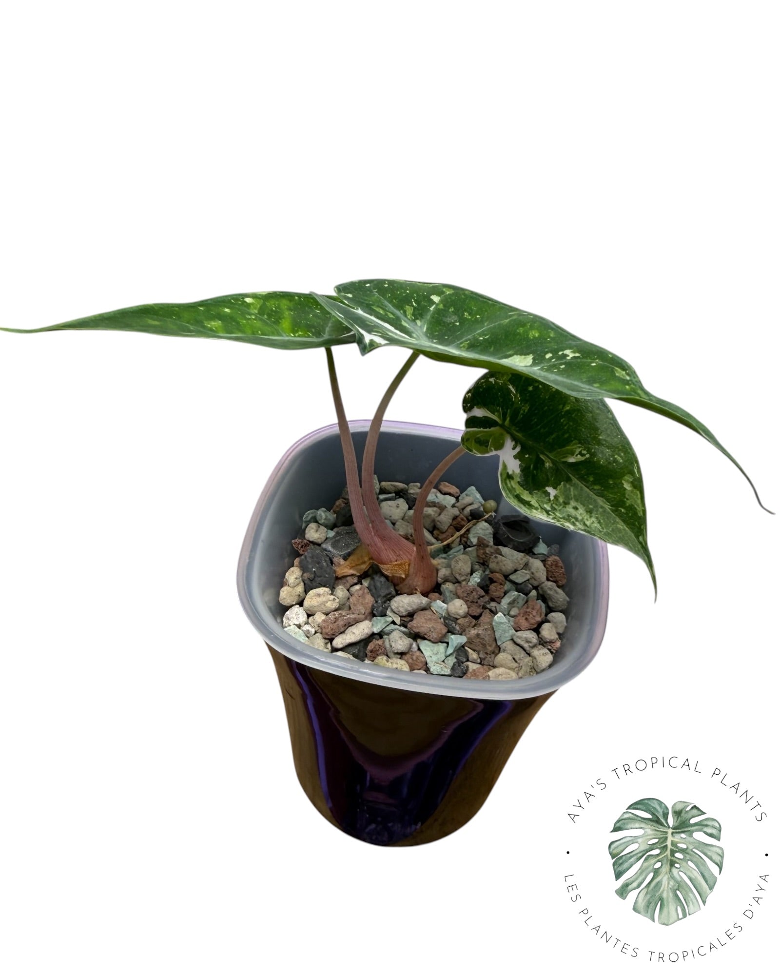 Alocasia Nairobi Night Pink Albo