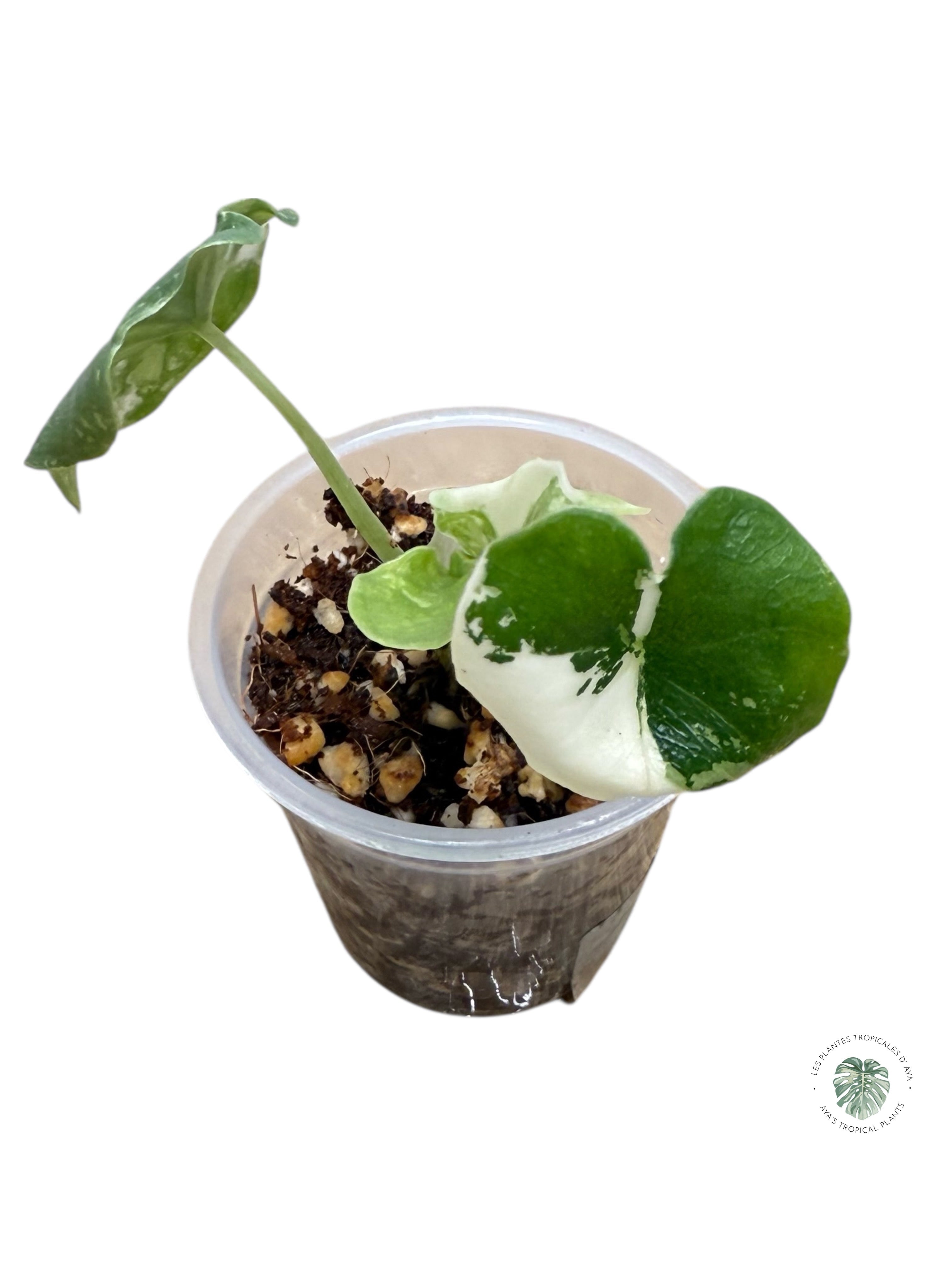 Alocasia Melo Variegated Albo| Rare TC Plant| Aya's Tropical Plants