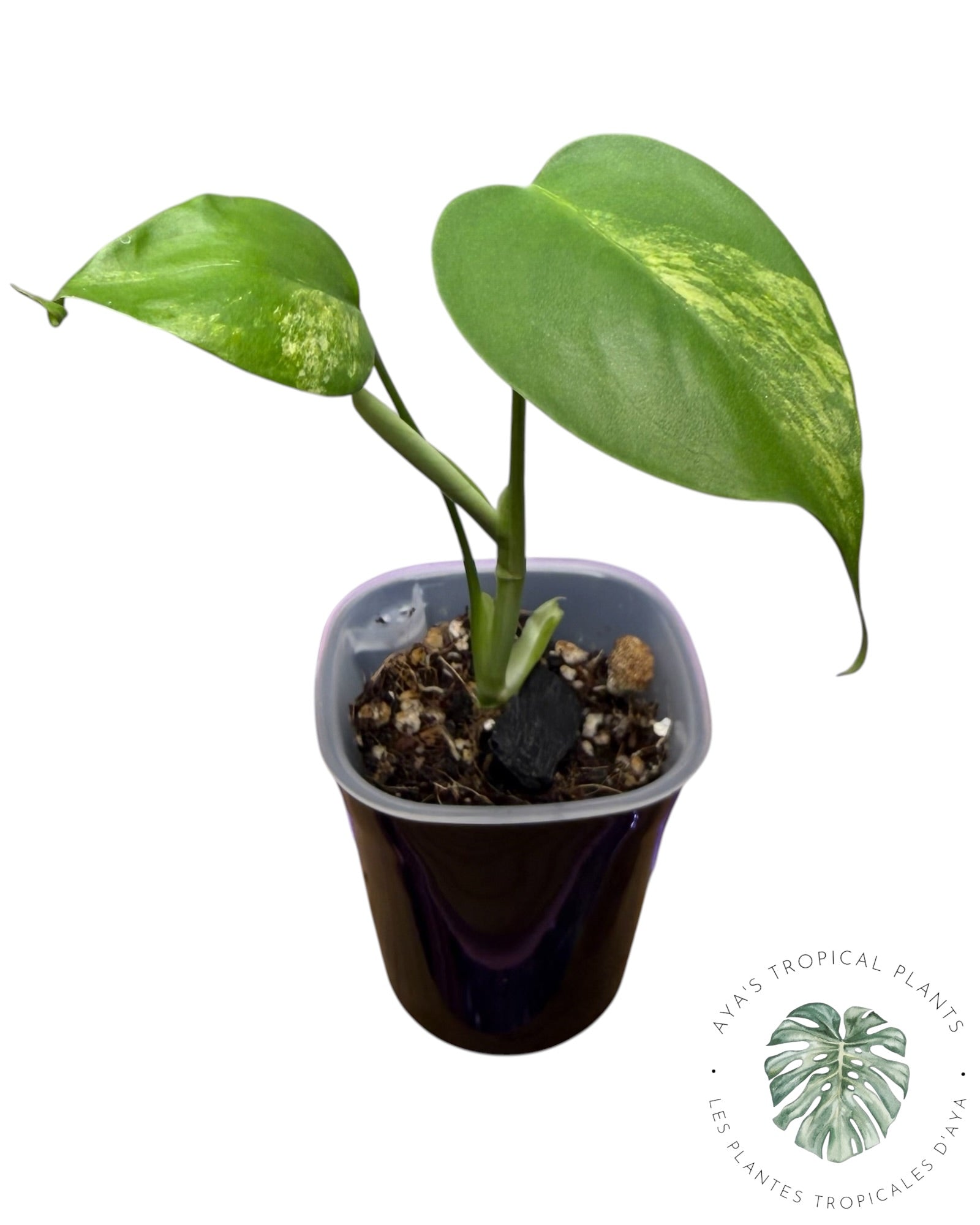 Monstera Aurea Variegated