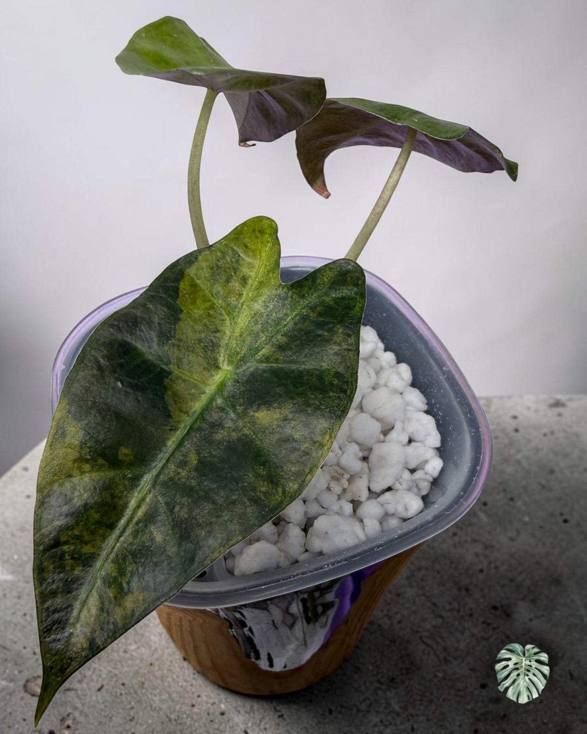 Alocasia 'Polly' Aurera Variegated ( A Grade)