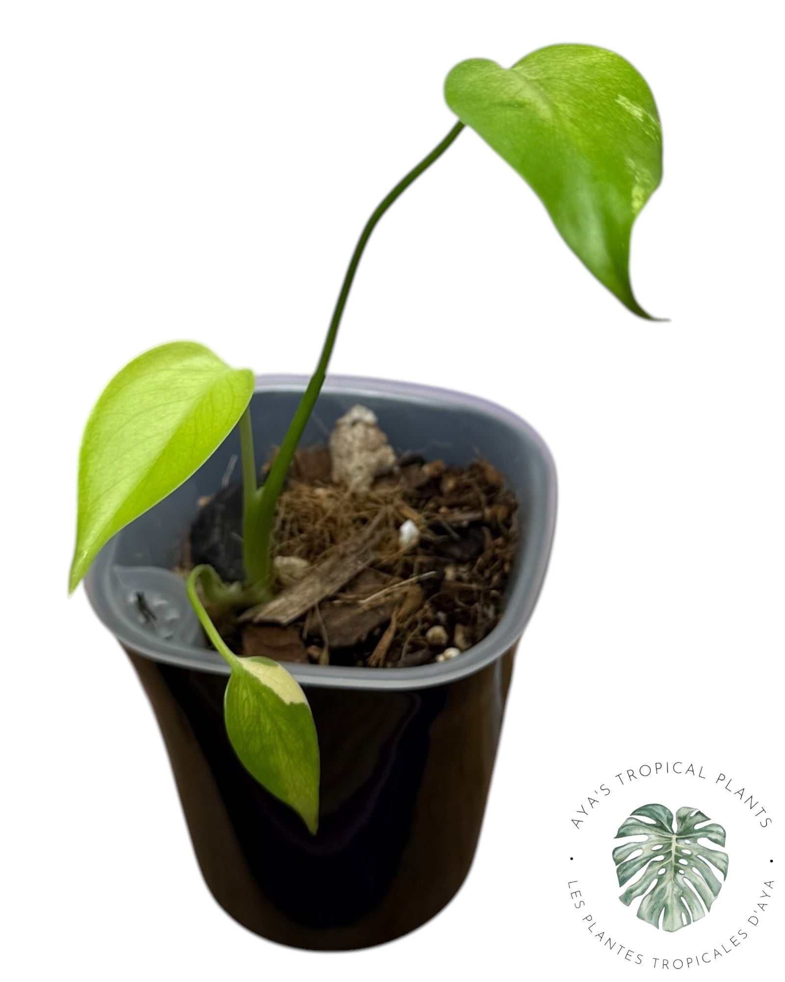 Monstera Aurea Variegated