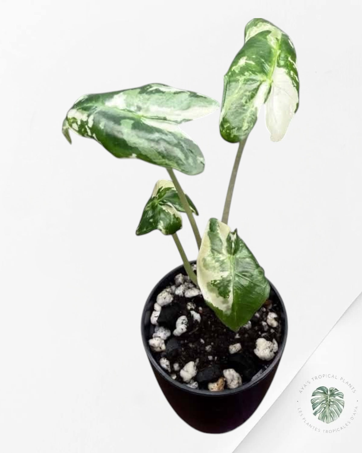 Alocasia Sarian Albo