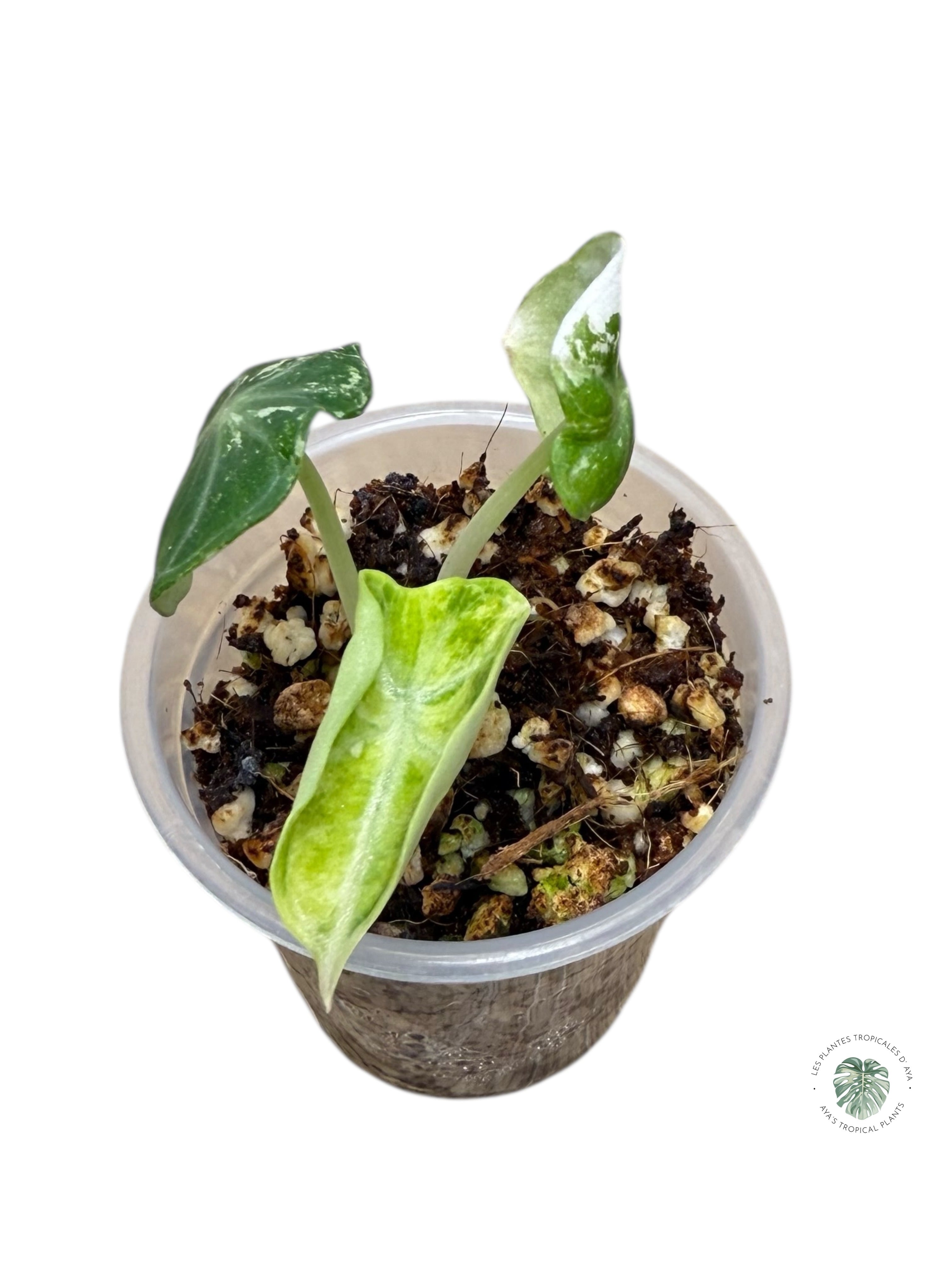 Alocasia Ninja Variegated Albo | Rare TC Plant| Aya's Tropical Plants