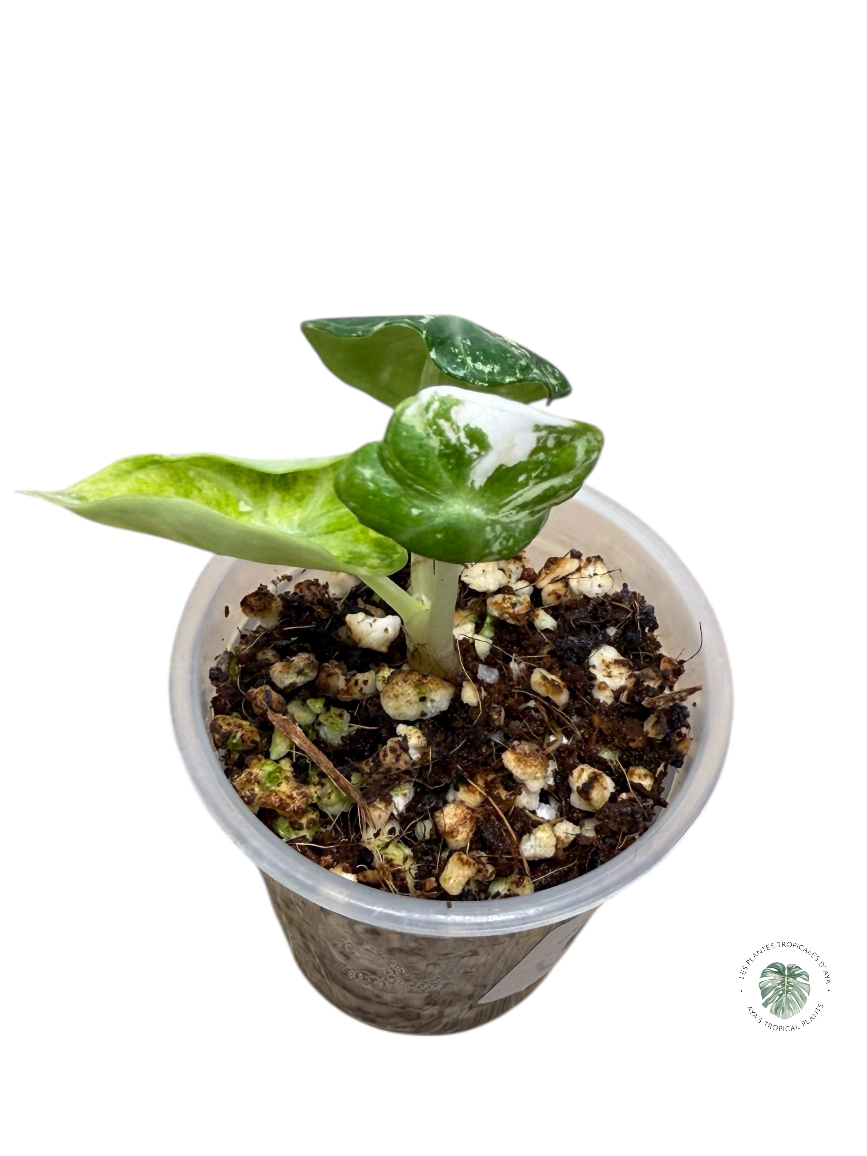 Alocasia Ninja Variegated Albo | Rare TC Plant| Aya's Tropical Plants