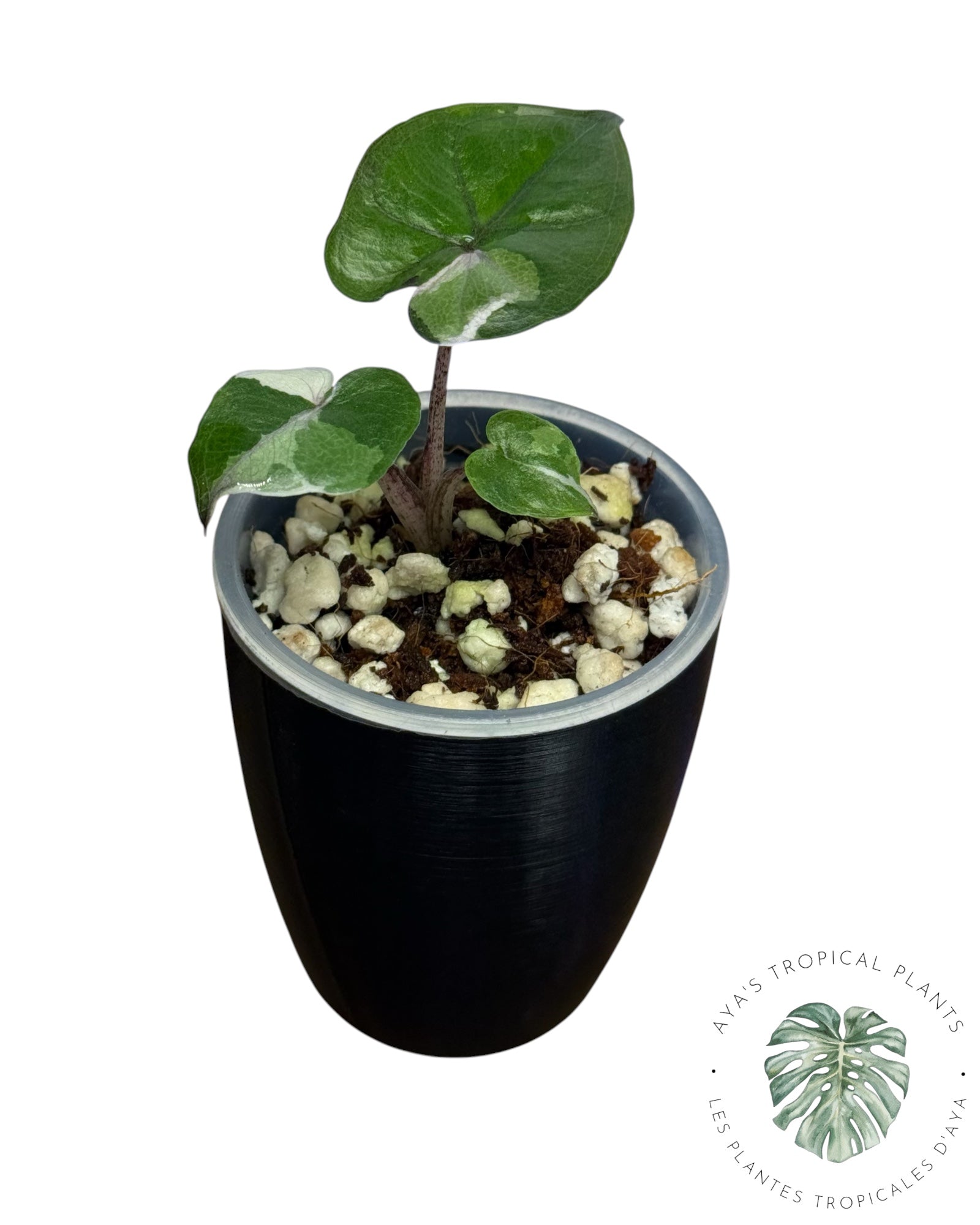 Alocasia Yucatan Princess Panachée
