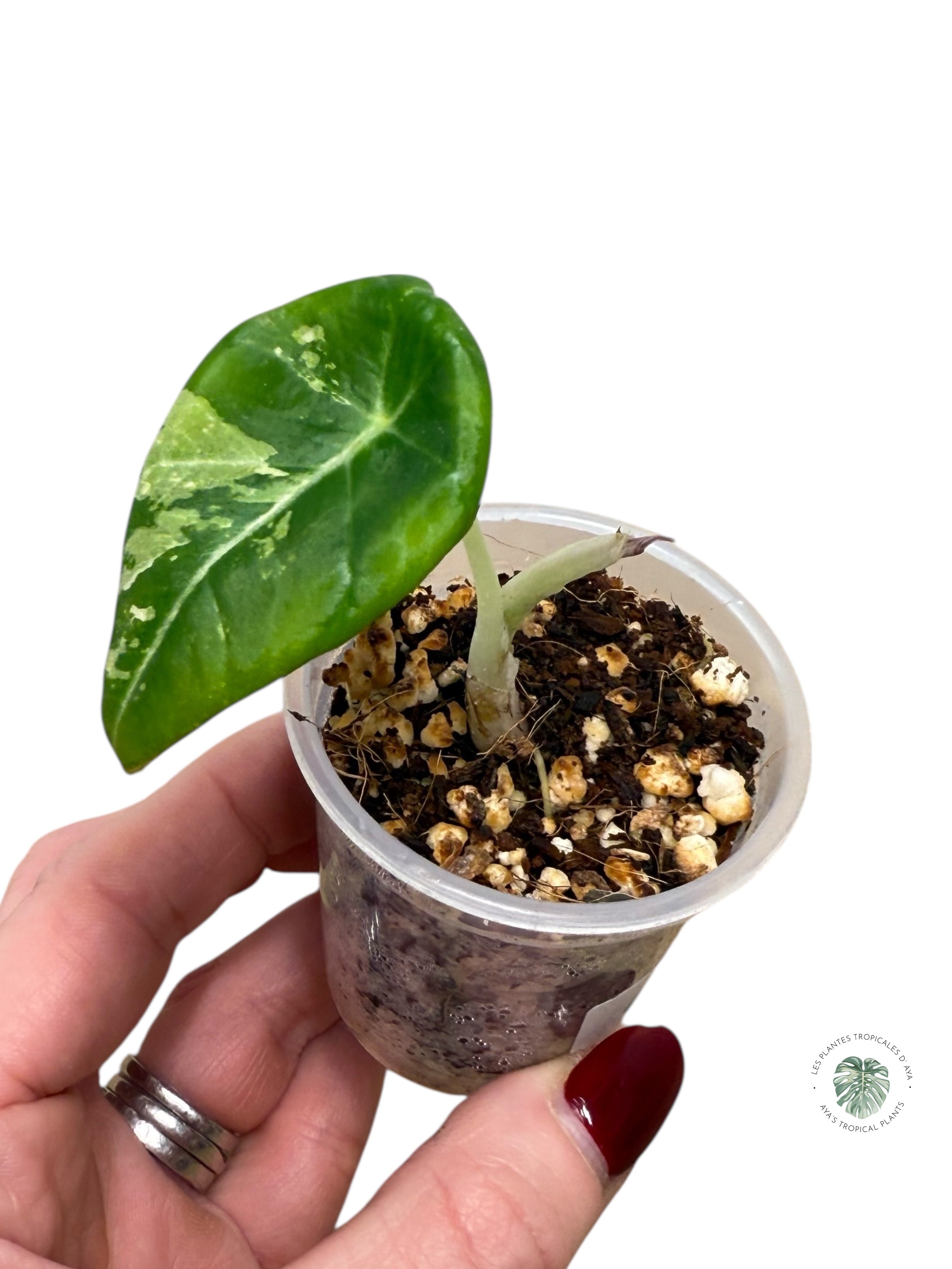 Alocasia Black Velvet Pink Variegated | Rare TC Plant| Aya's Tropical Plants