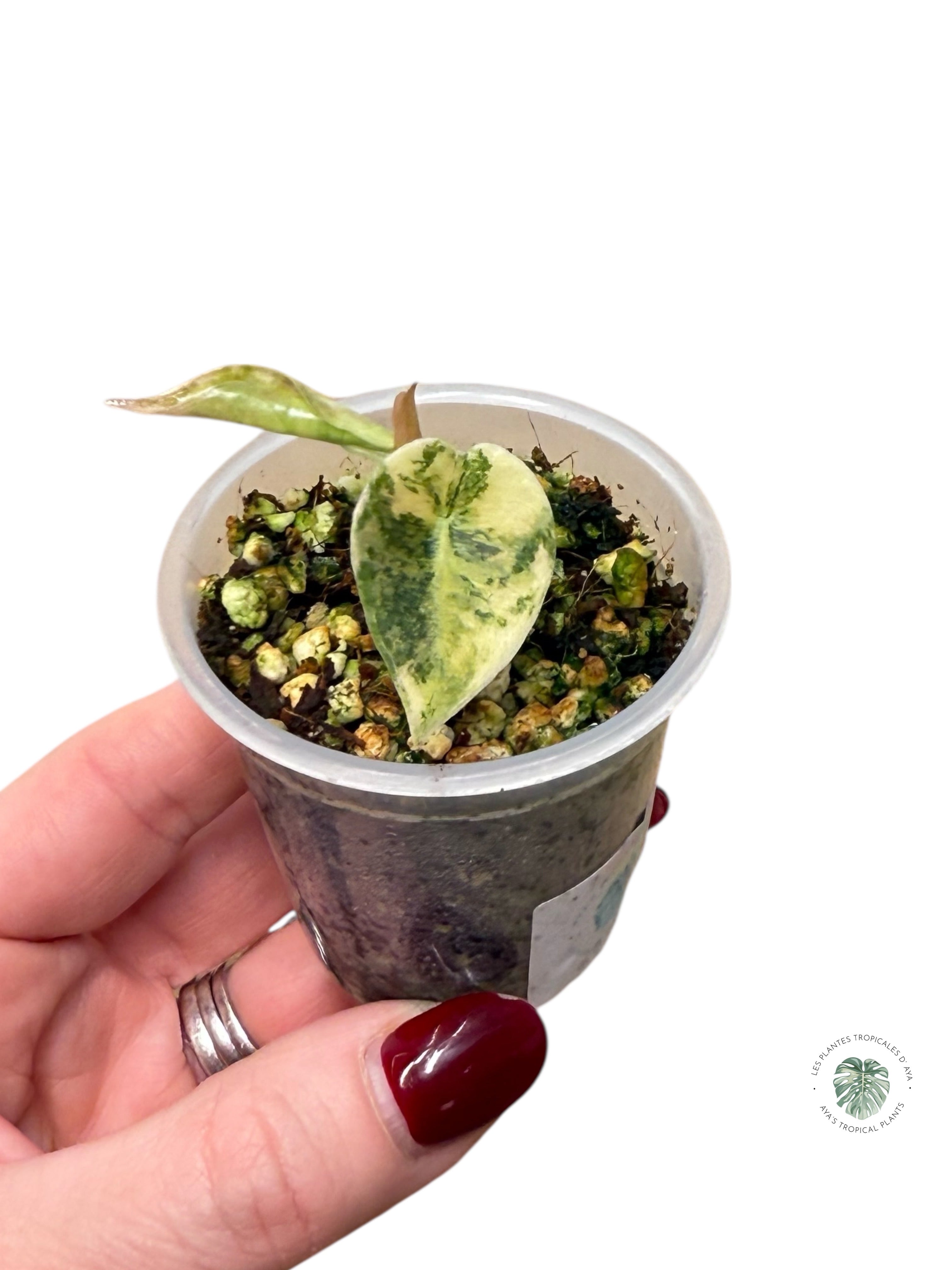 Alocasia Sedenii Variegated Aurea| Rare TC Plant| Aya's Tropical Plants