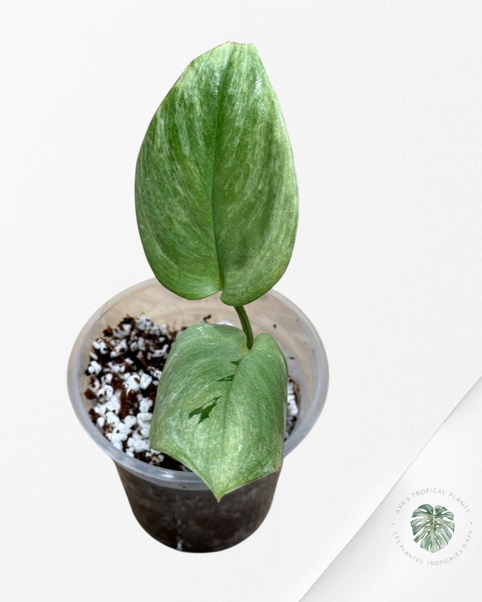 Scindapsus Treubii Moonlight White Mint -25V
