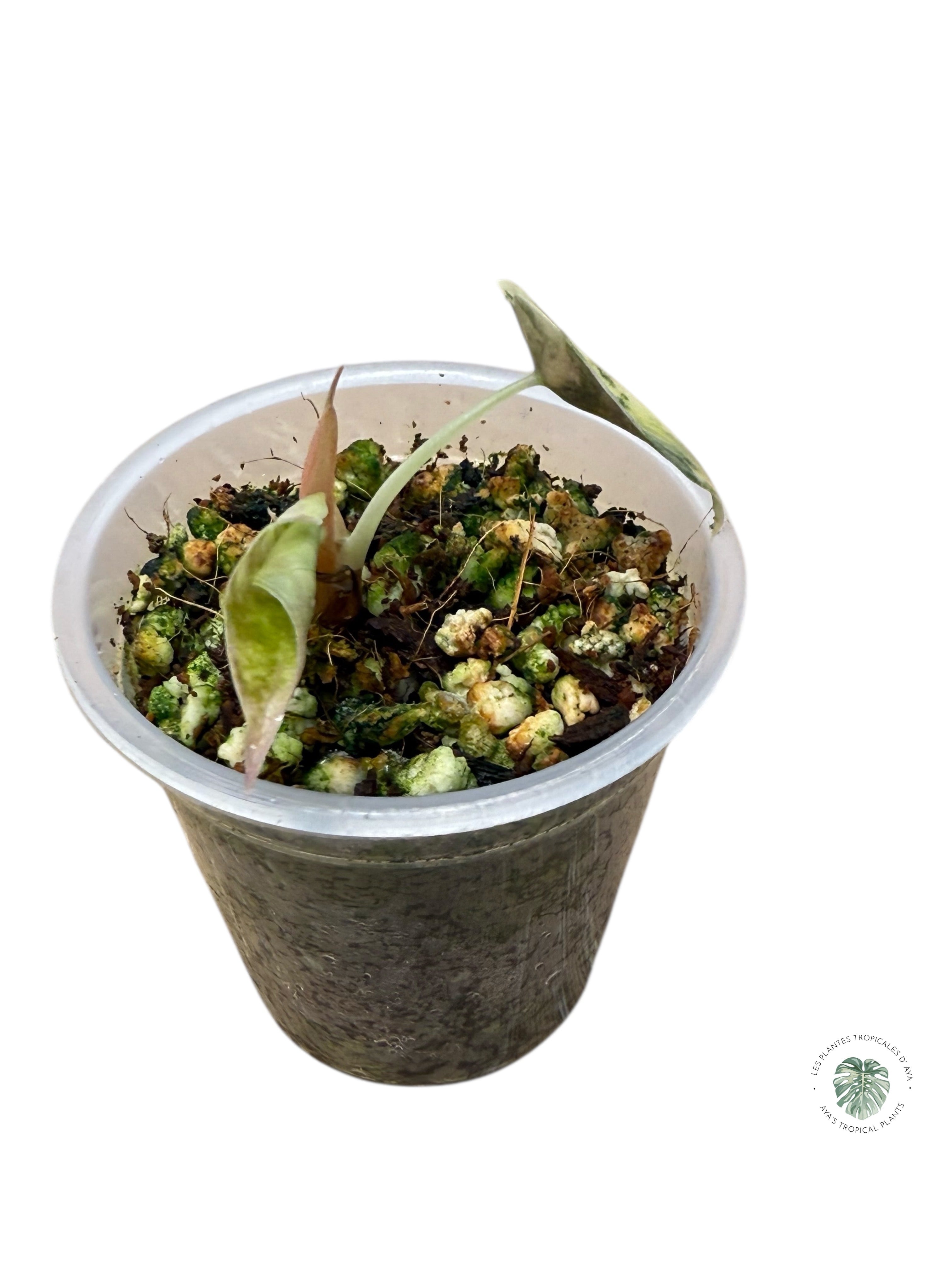 Alocasia Sedenii Variegated Aurea| Rare TC Plant| Aya's Tropical Plants