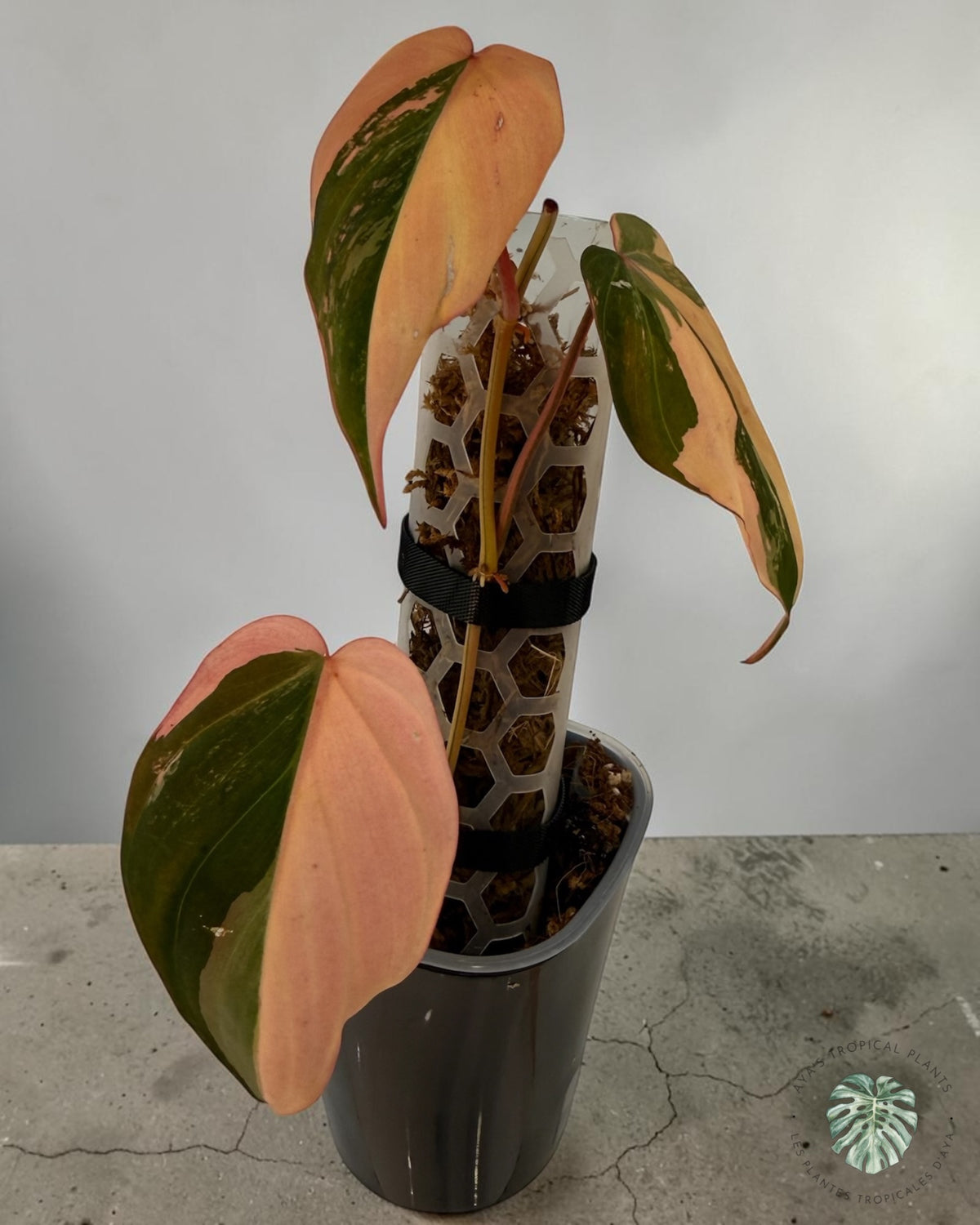 Philodendron Micans Pink panaché VÉRITABLE