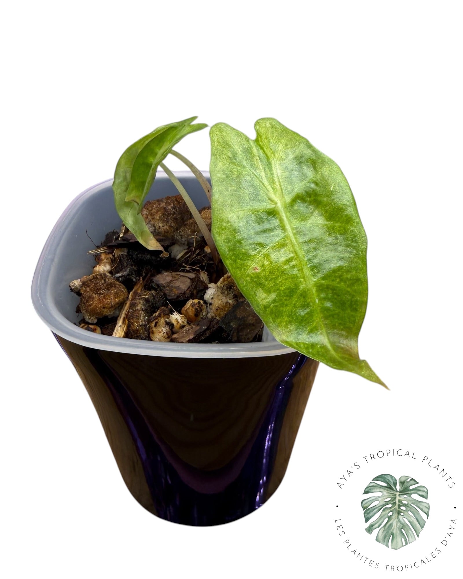 Alocasia Polly Aurea Variegated
