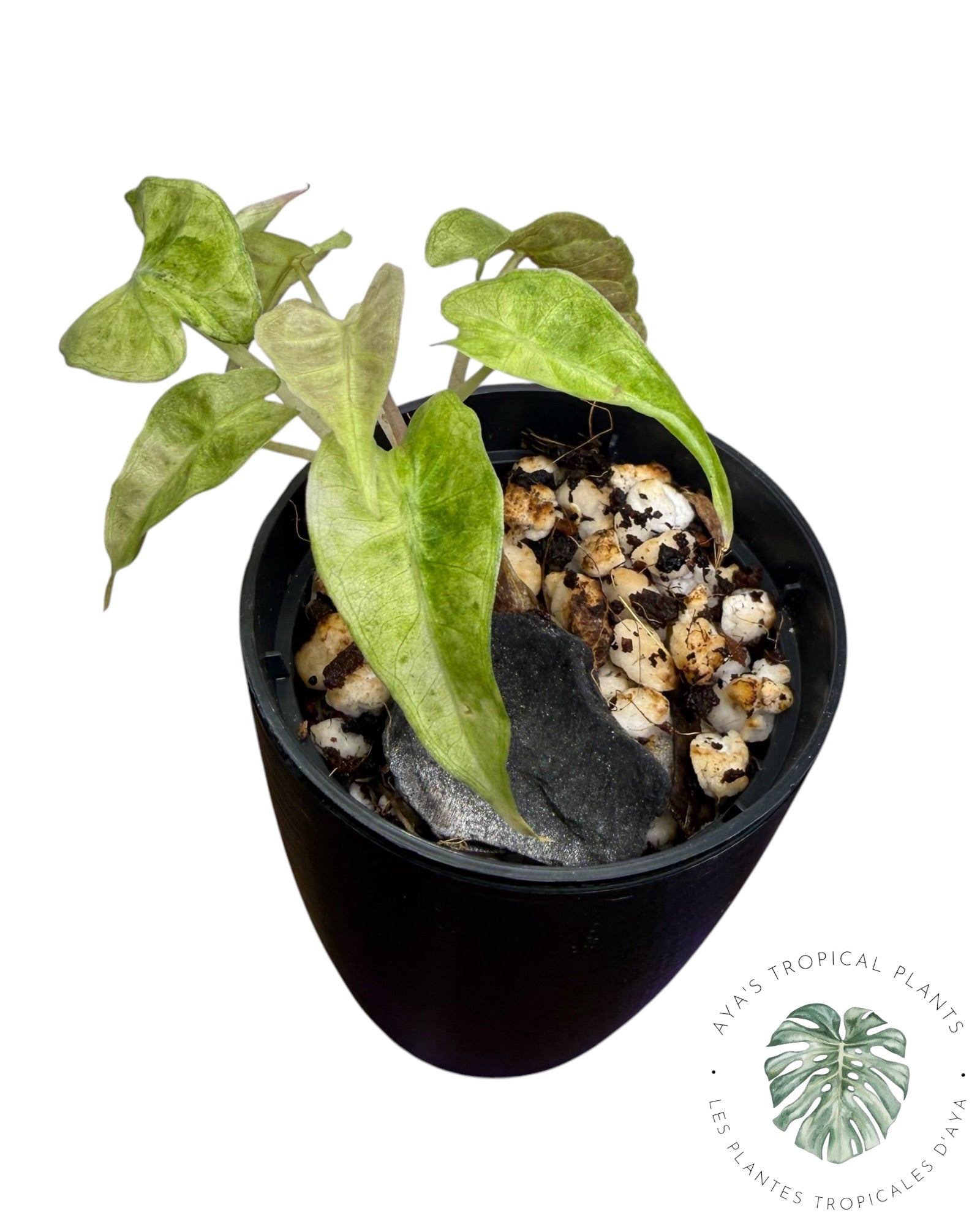 Alocasia Polly Aurea Variégata