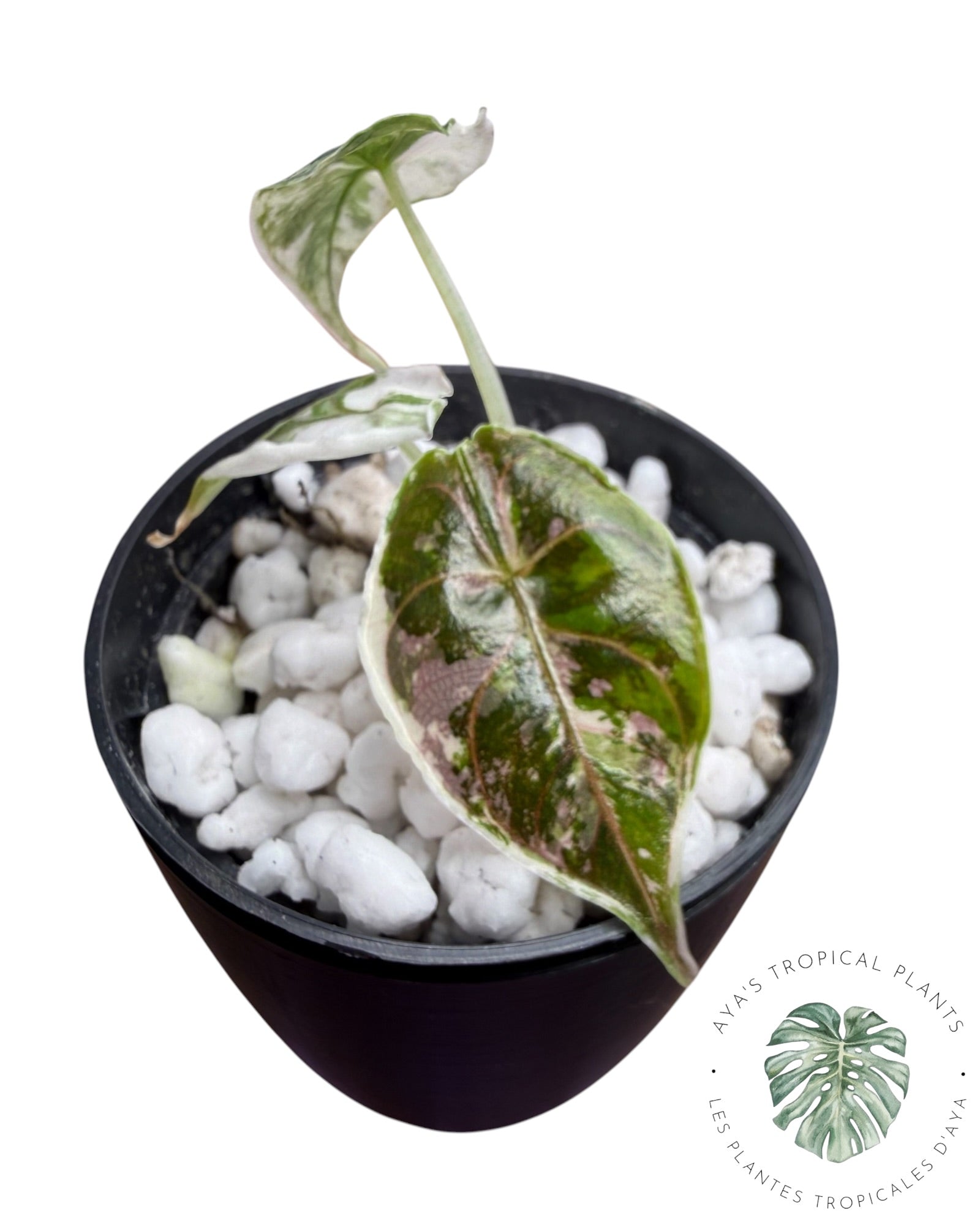 Alocasia Azlanii Pink Variegated