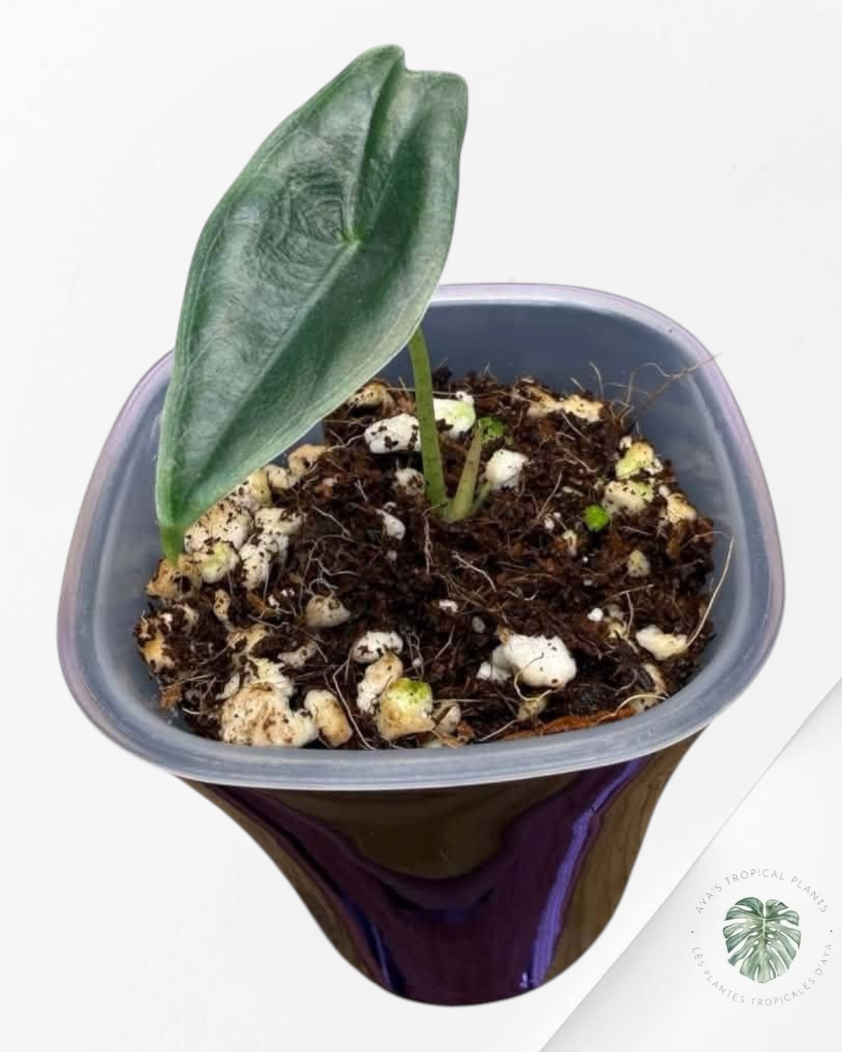 Alocasia Longiloba Pourpre